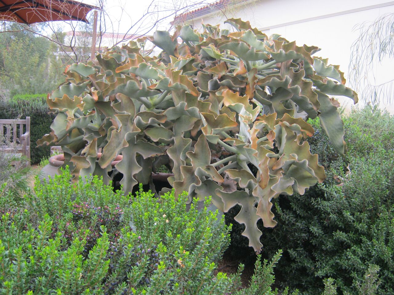 Kalanchoe Beharensis At The Huntington Cal