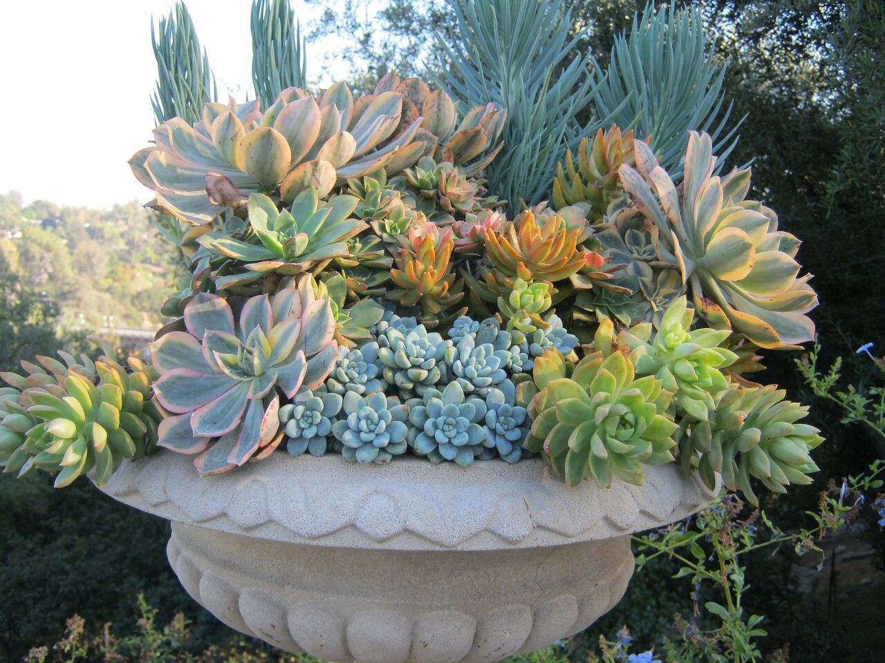 Succulent Extravaganza MGS Conference Garden Cal 2017