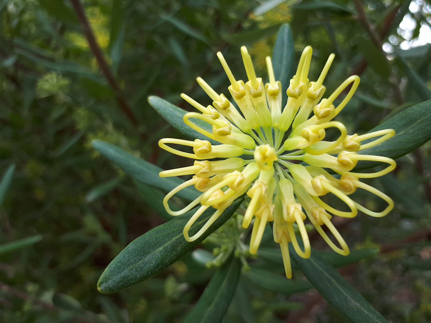 MGS Garden Of Discovery Grevillea Flower