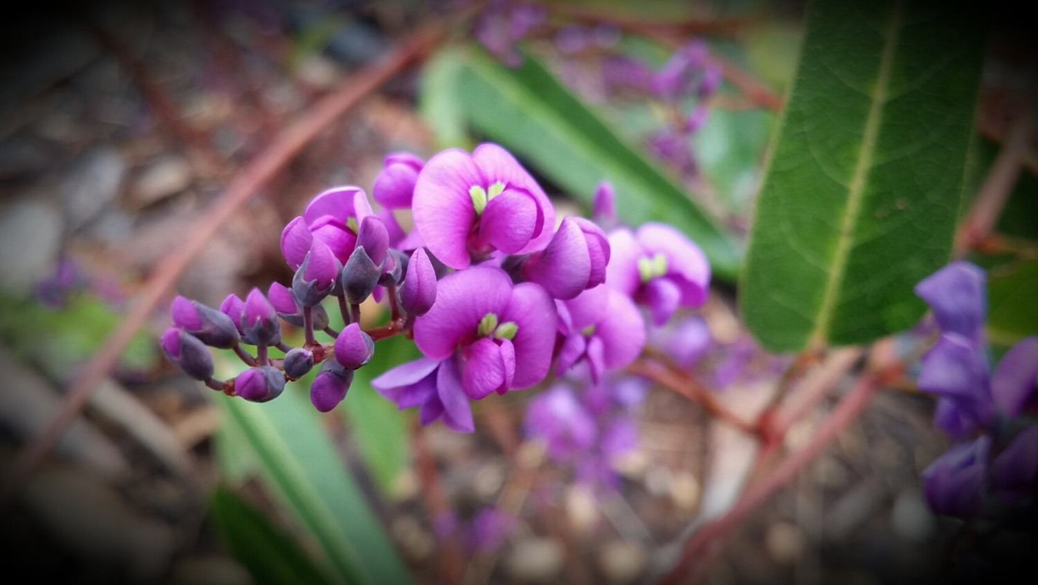 MGS Garden Of Discovery Hardenbergia Violacea
