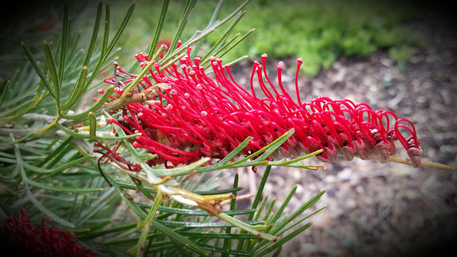 MGS Garden Of Discovery Grevillea