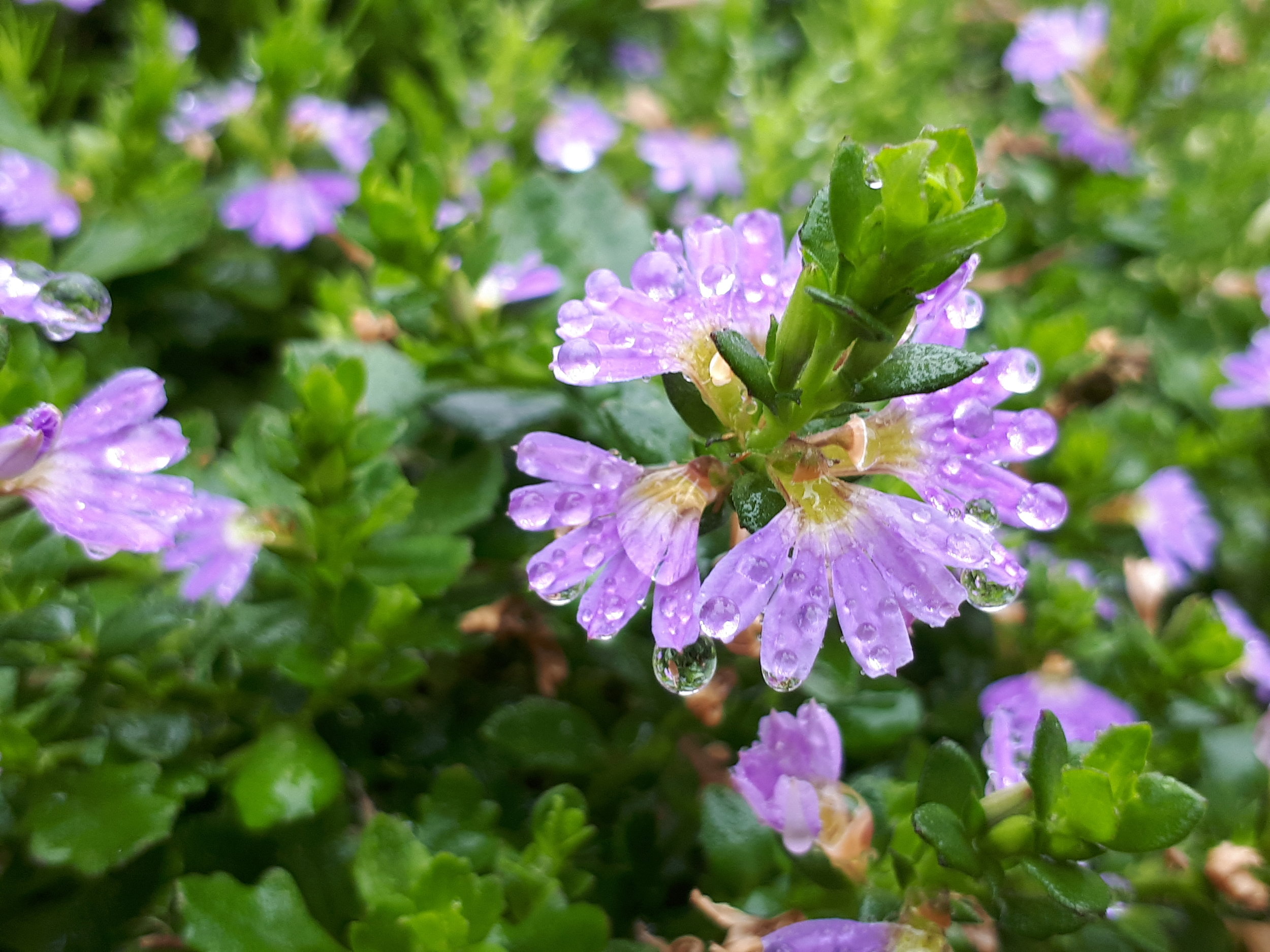 MGS Garden Of Discovery Scaevola SP