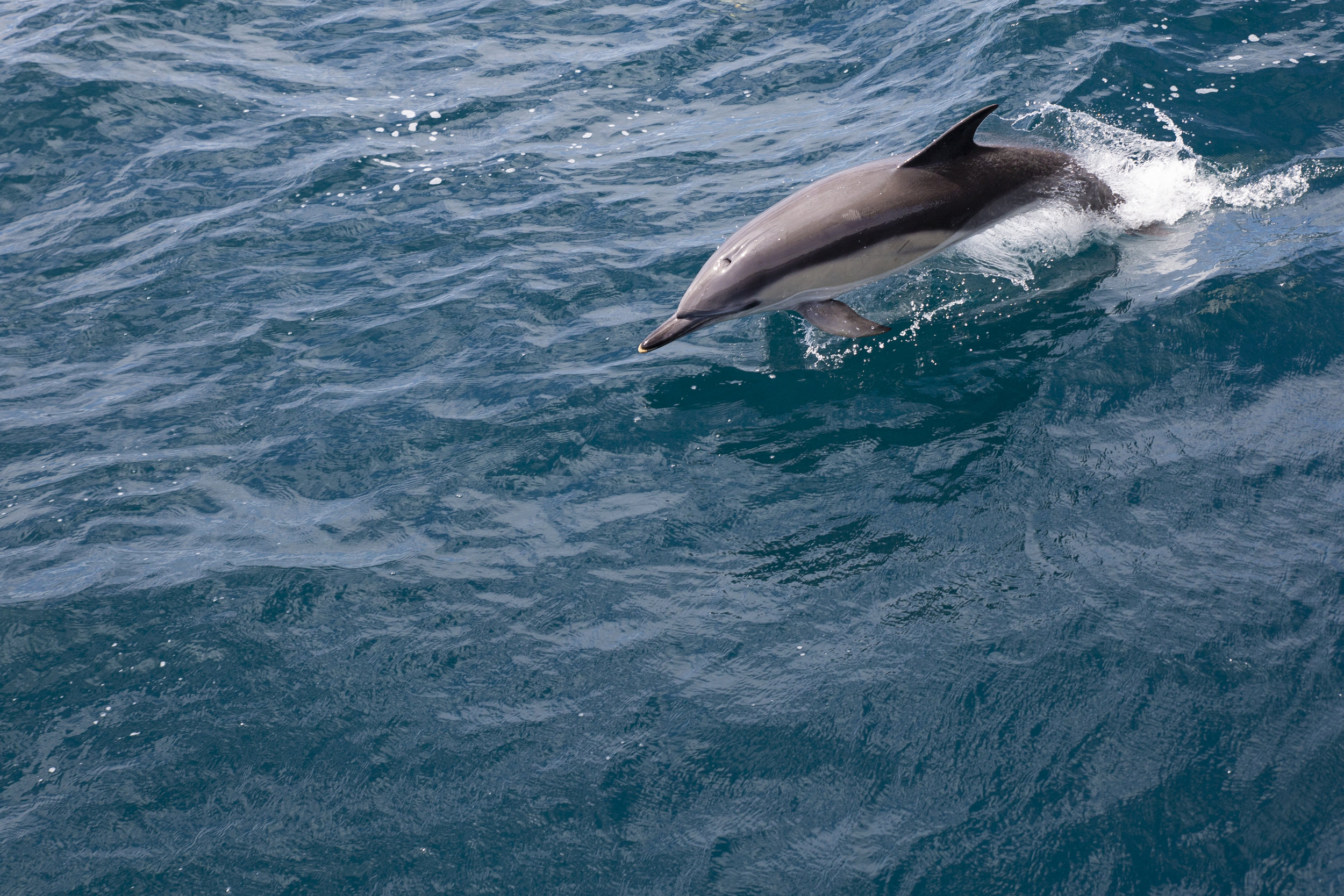Dolphin Leaping