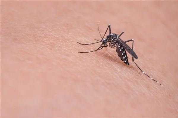 mosquito-719613_1920.jpg