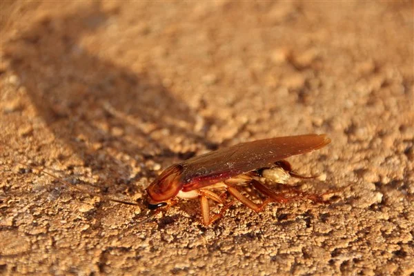 cockroach-3116191_1920 (600 x 400).jpg