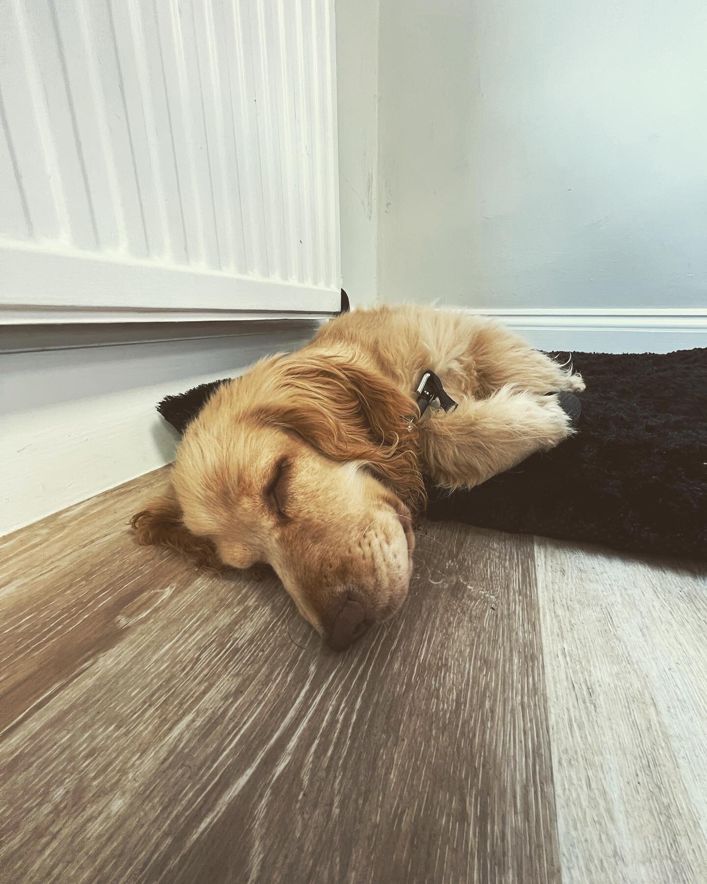 Meet Flynn, our CNO (Chief Nap Officer) 🐶 💤 Shhh, he&rsquo;s hard at work!