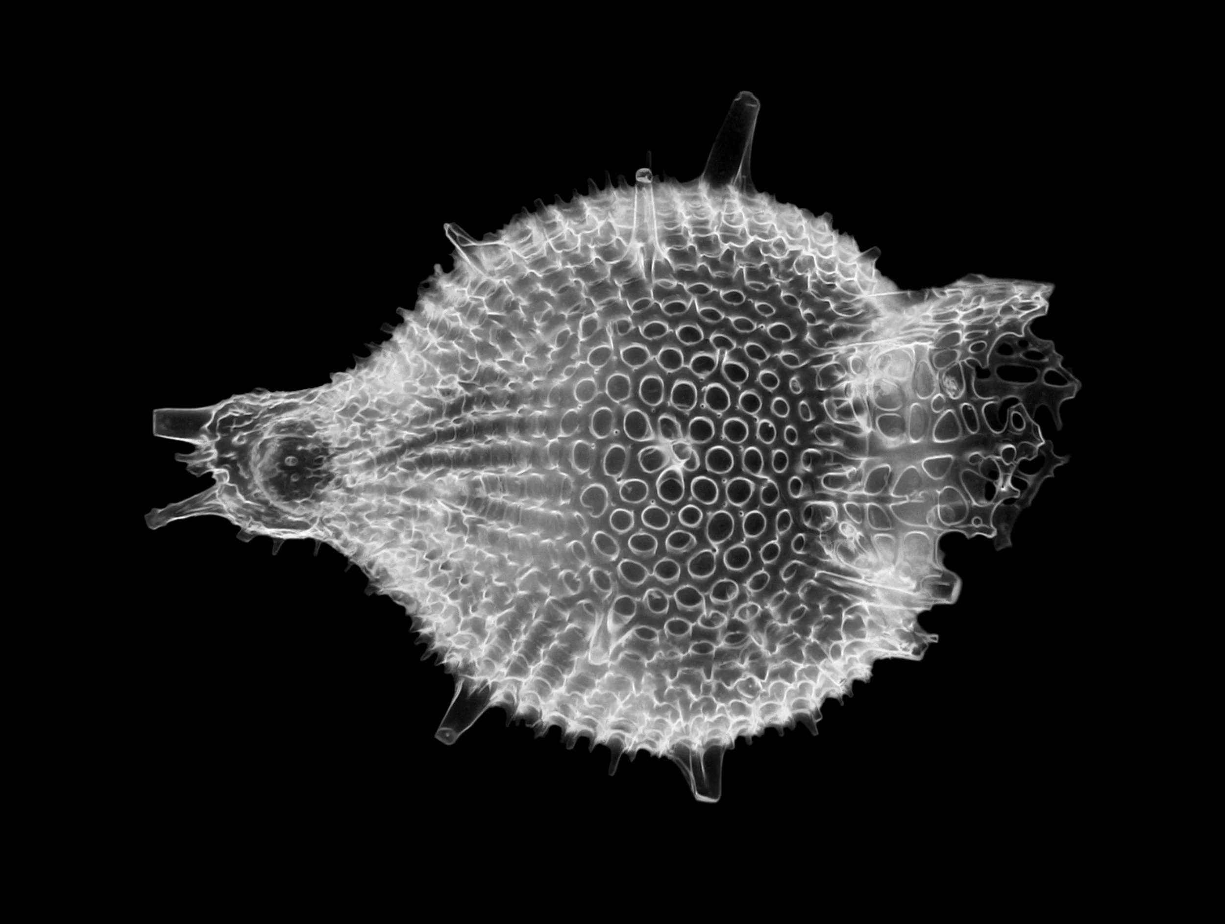 Anthocyrtis_grossularia_Ehrenberg_-_Radiolarian_(34728144180).jpg