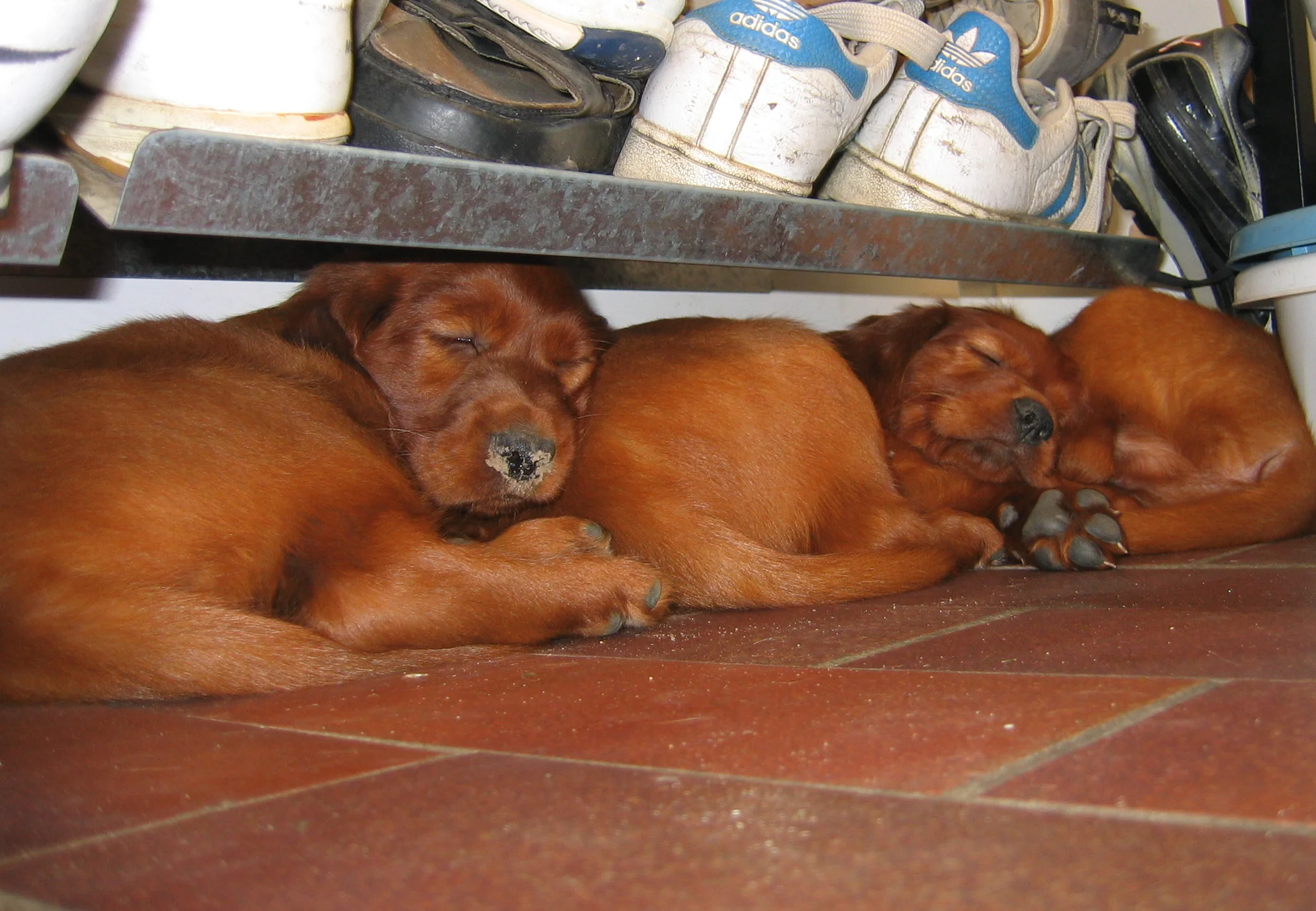 Hvalpe der sover.JPG