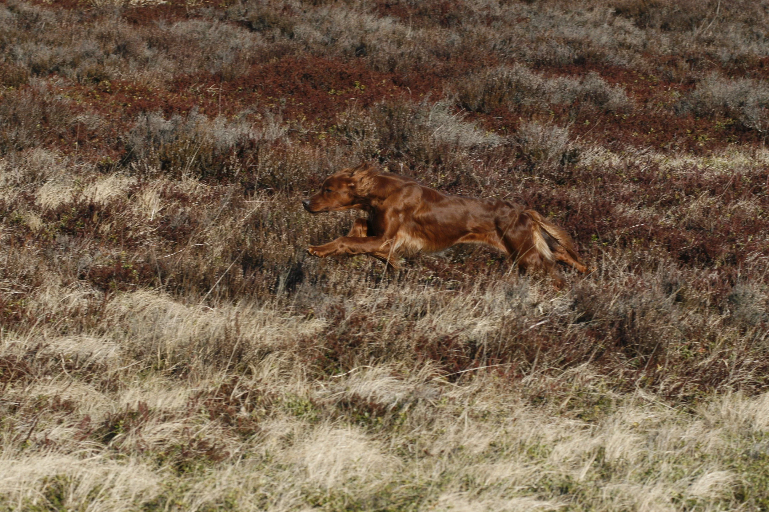 Kongenshus 2012-02.JPG