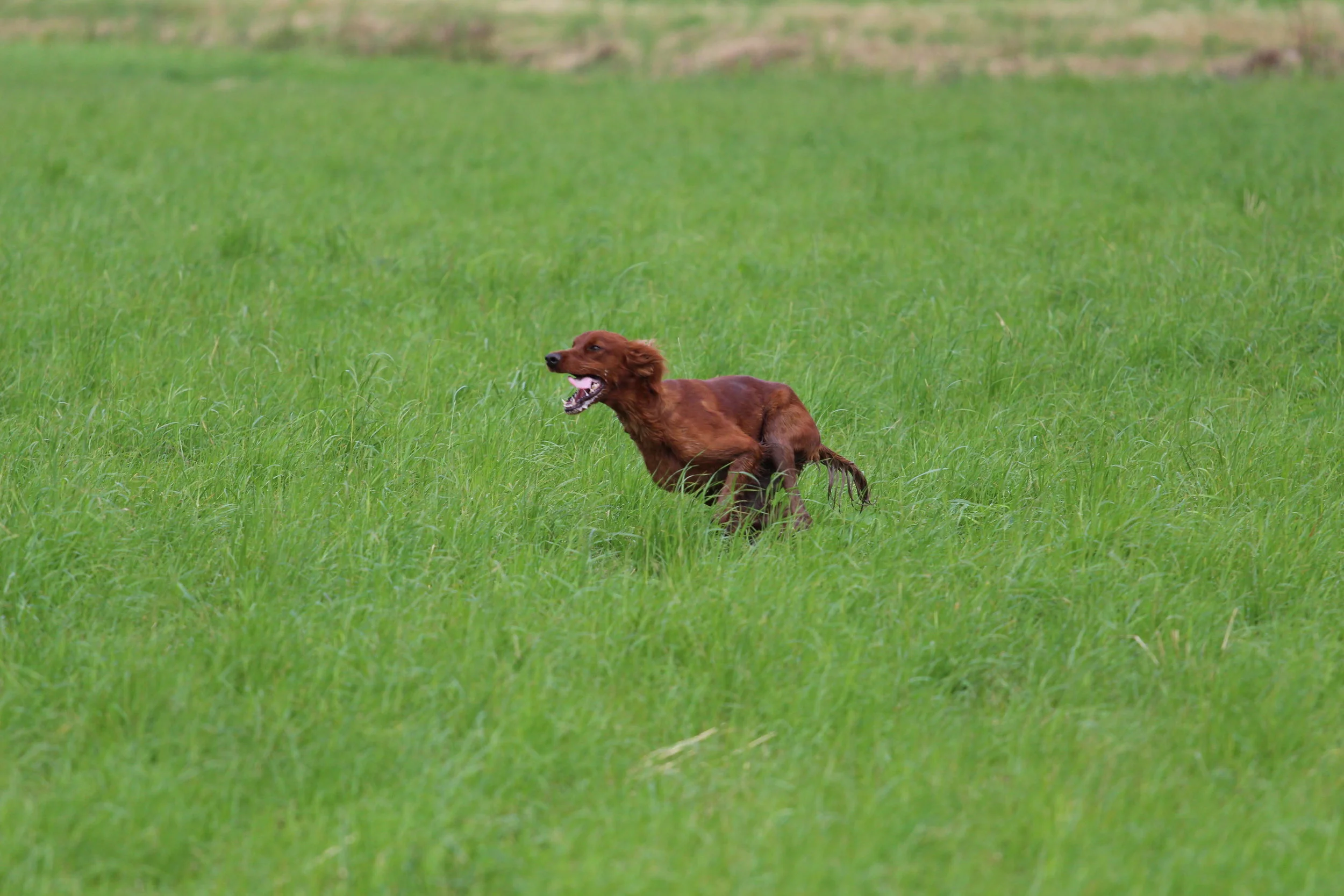 LOUANE DE LA COTE AUX BUIS.JPG