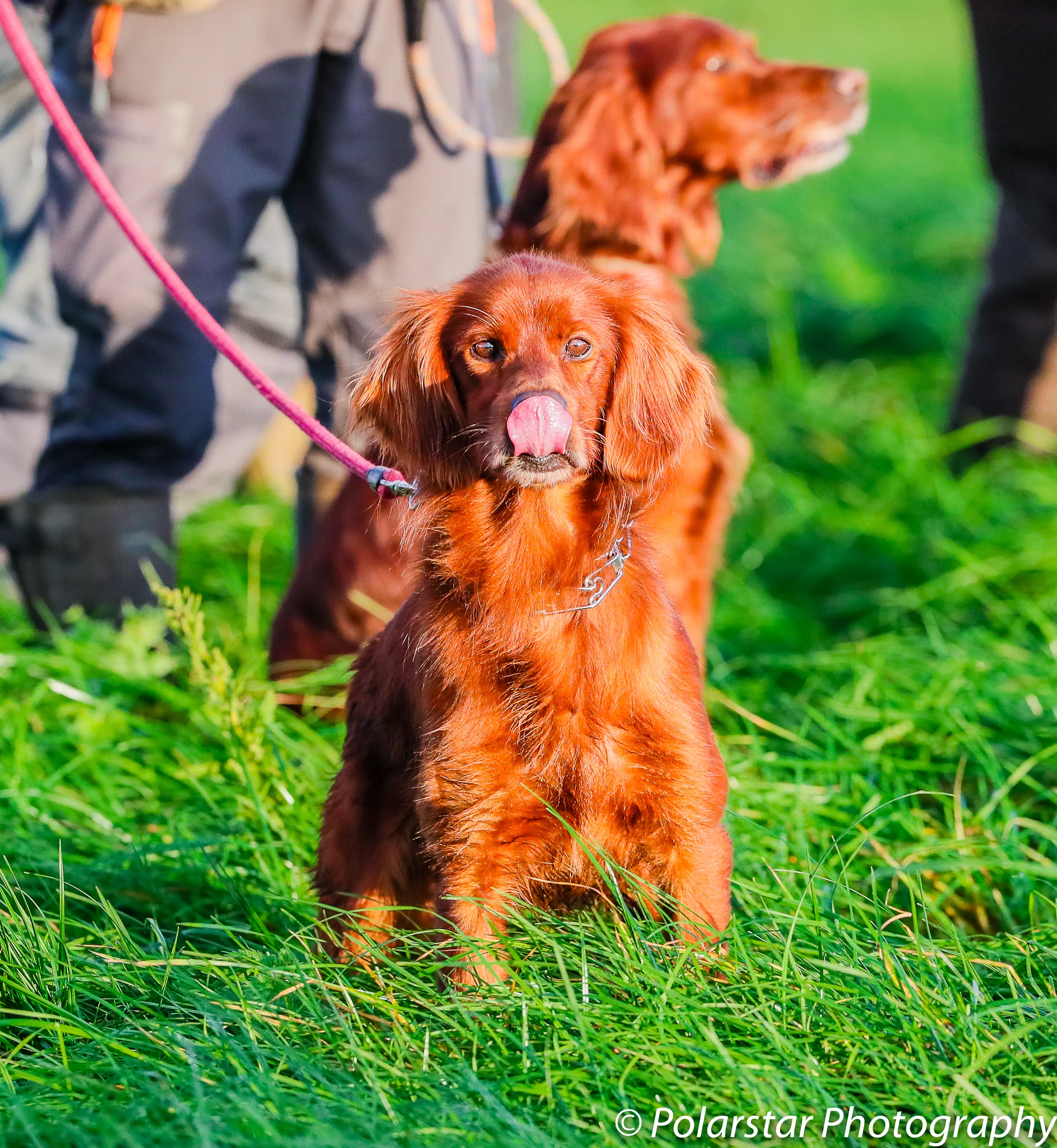 Red Setter Championship 29 (1 of 1).jpg