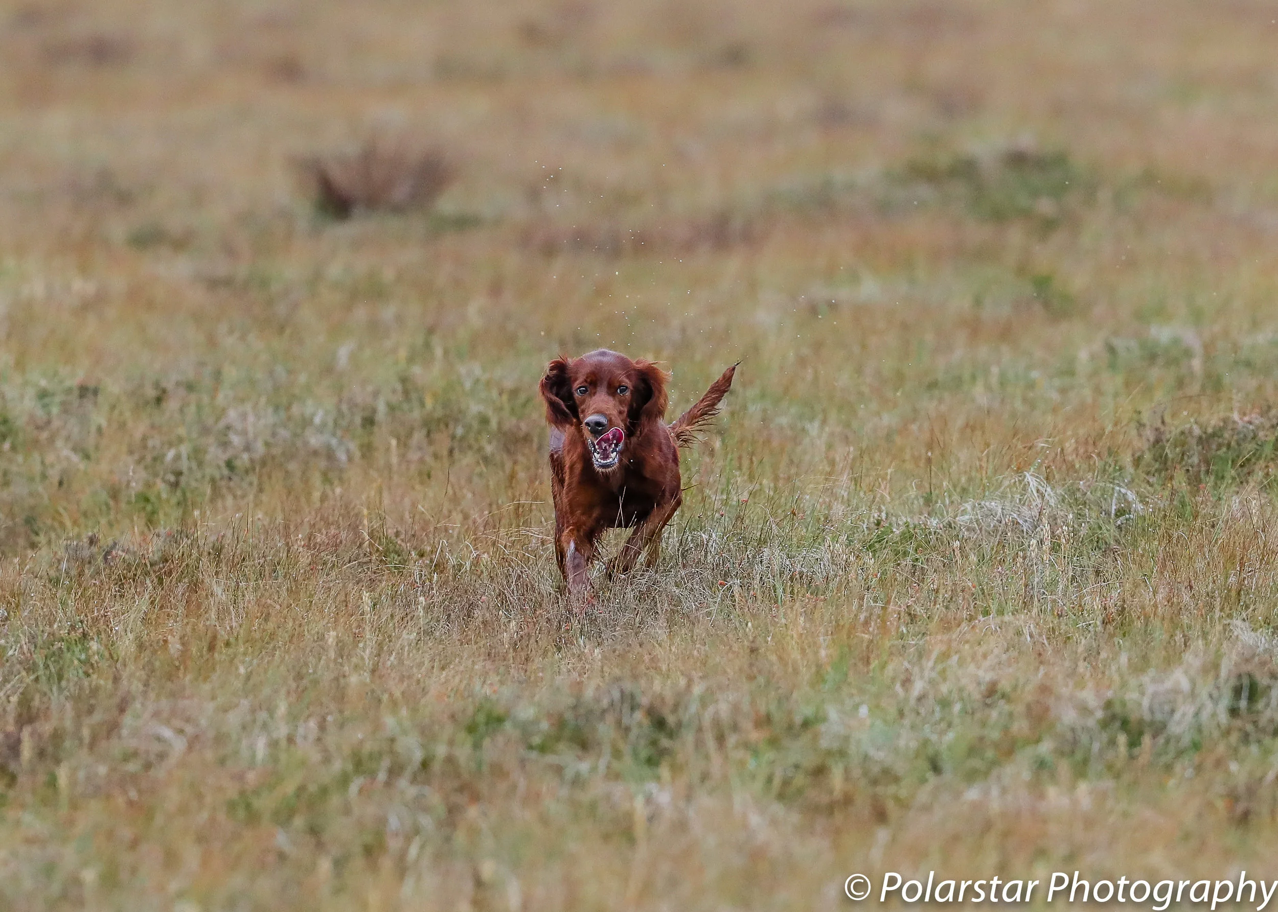 Red Setter Championship 37 (1 of 1).jpg