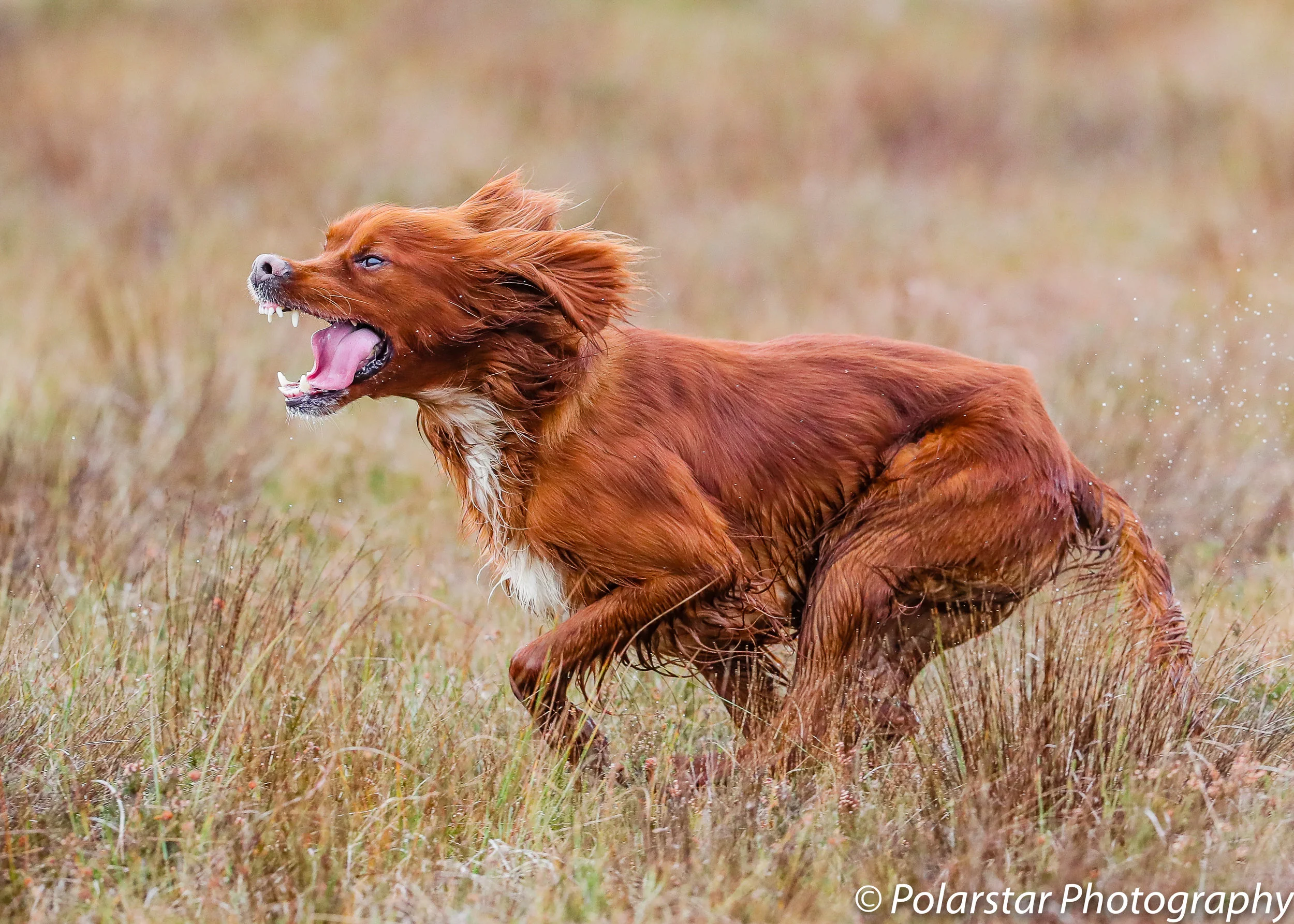 Red Setter Championship 42 (1 of 1).jpg