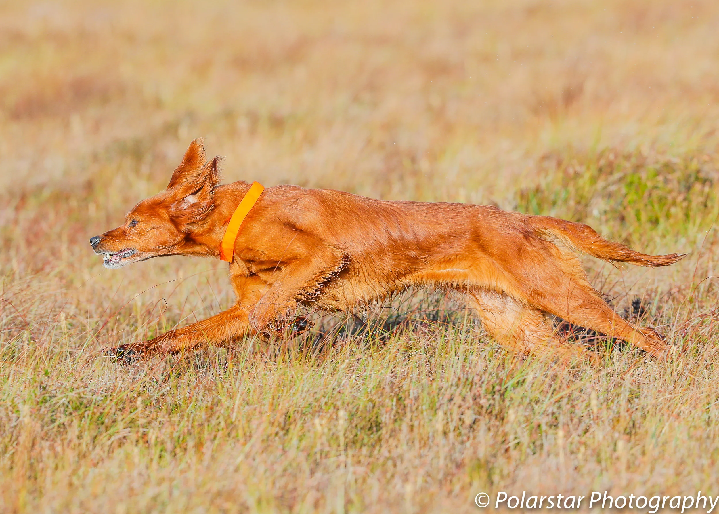 Red Setter Championship 67 (1 of 1).jpg