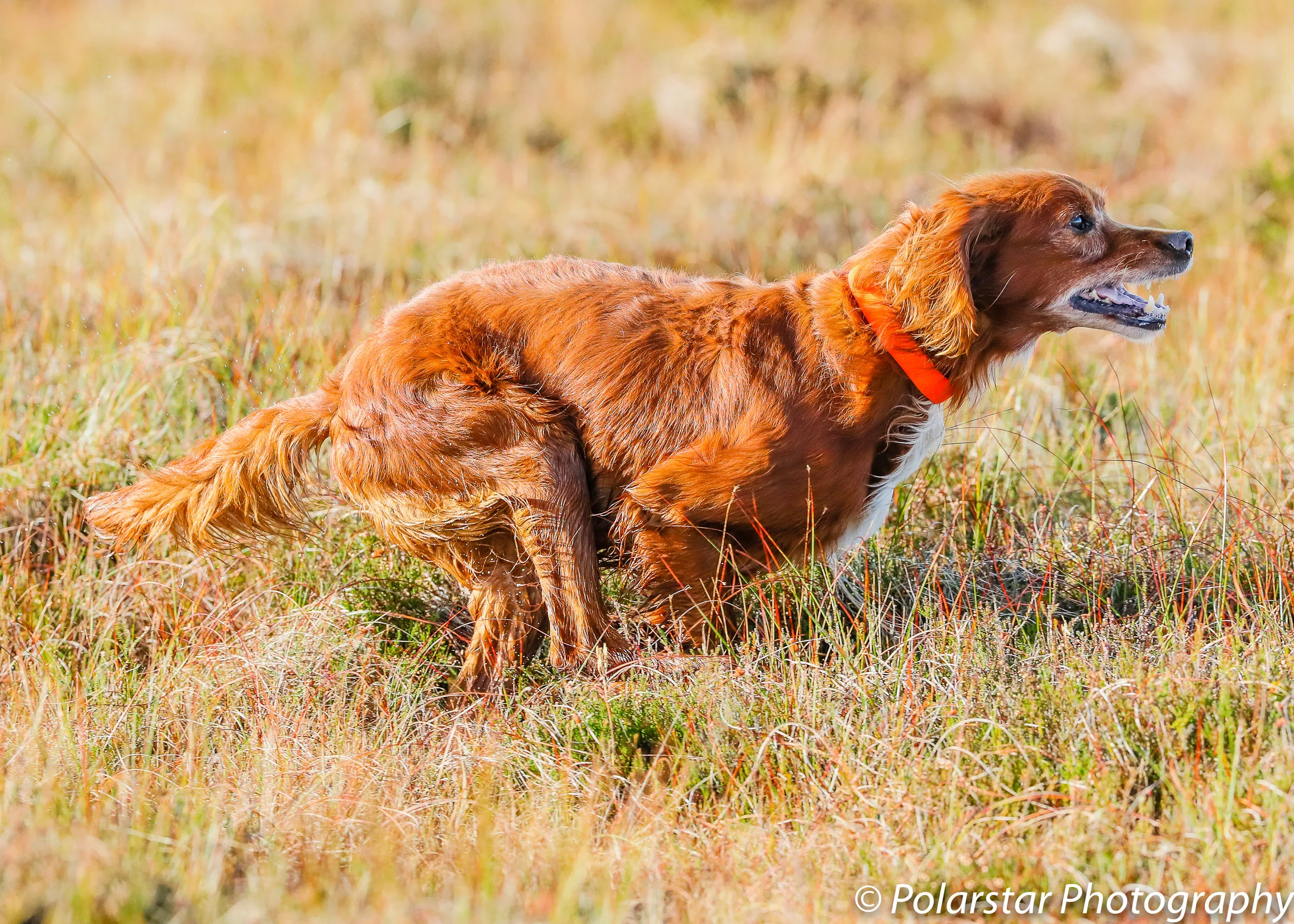 Red Setter Championship 97 (1 of 1).jpg