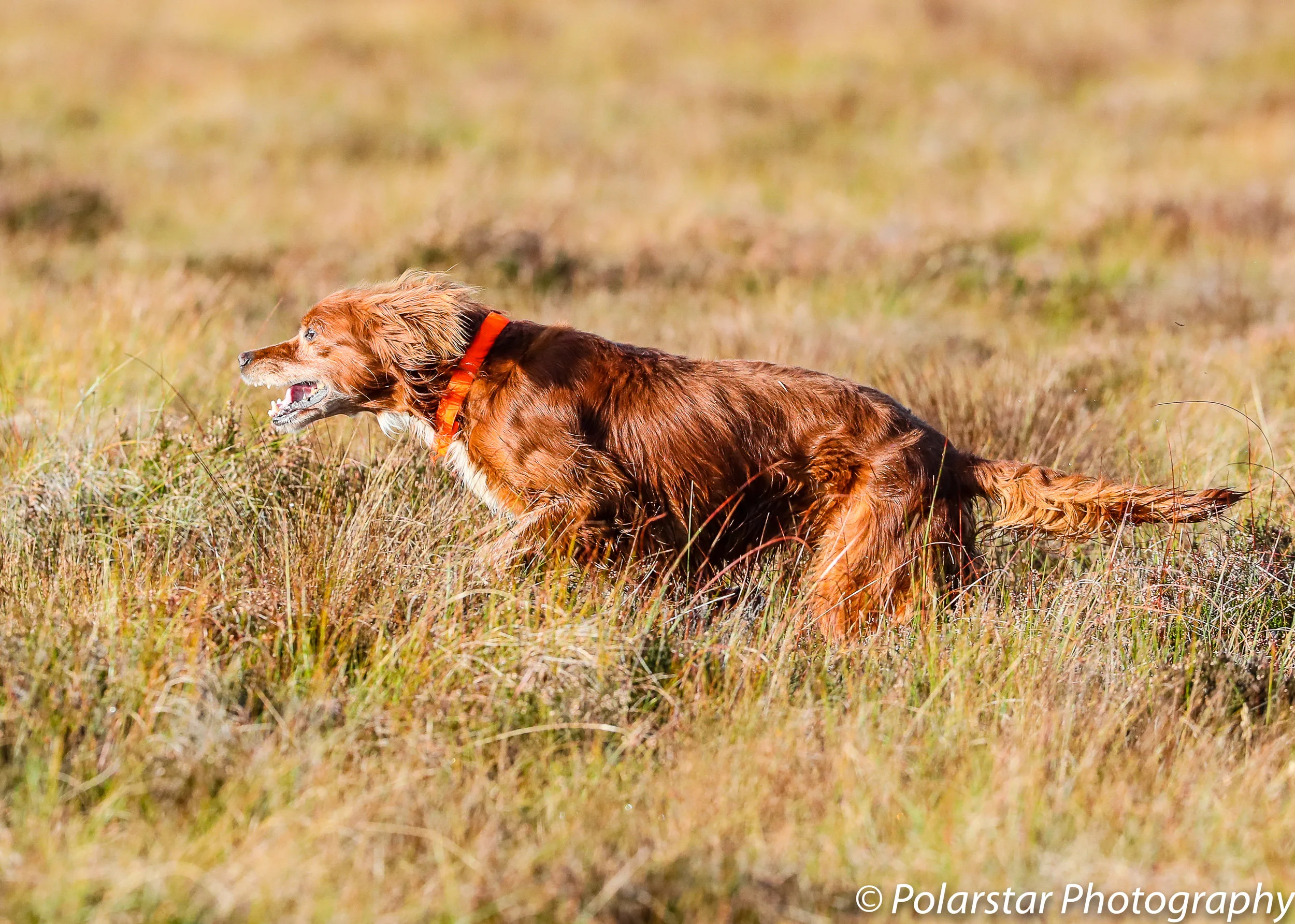 Red Setter Championship 98 (1 of 1).jpg