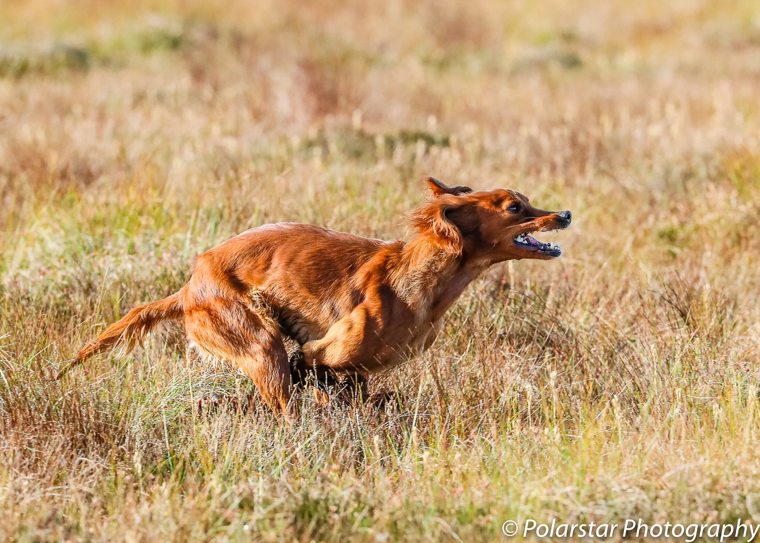 Red Setter Championship 109 (1 of 1).jpg