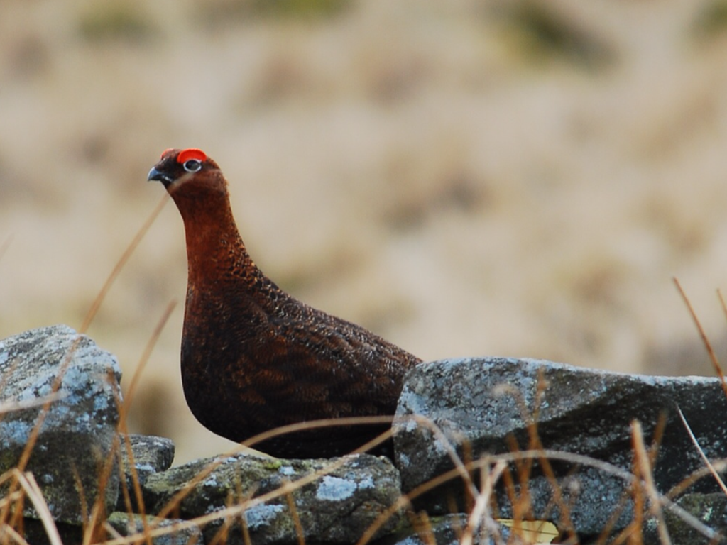 The Inaugural European Championship for Irish Red Setters on Grouse 2020