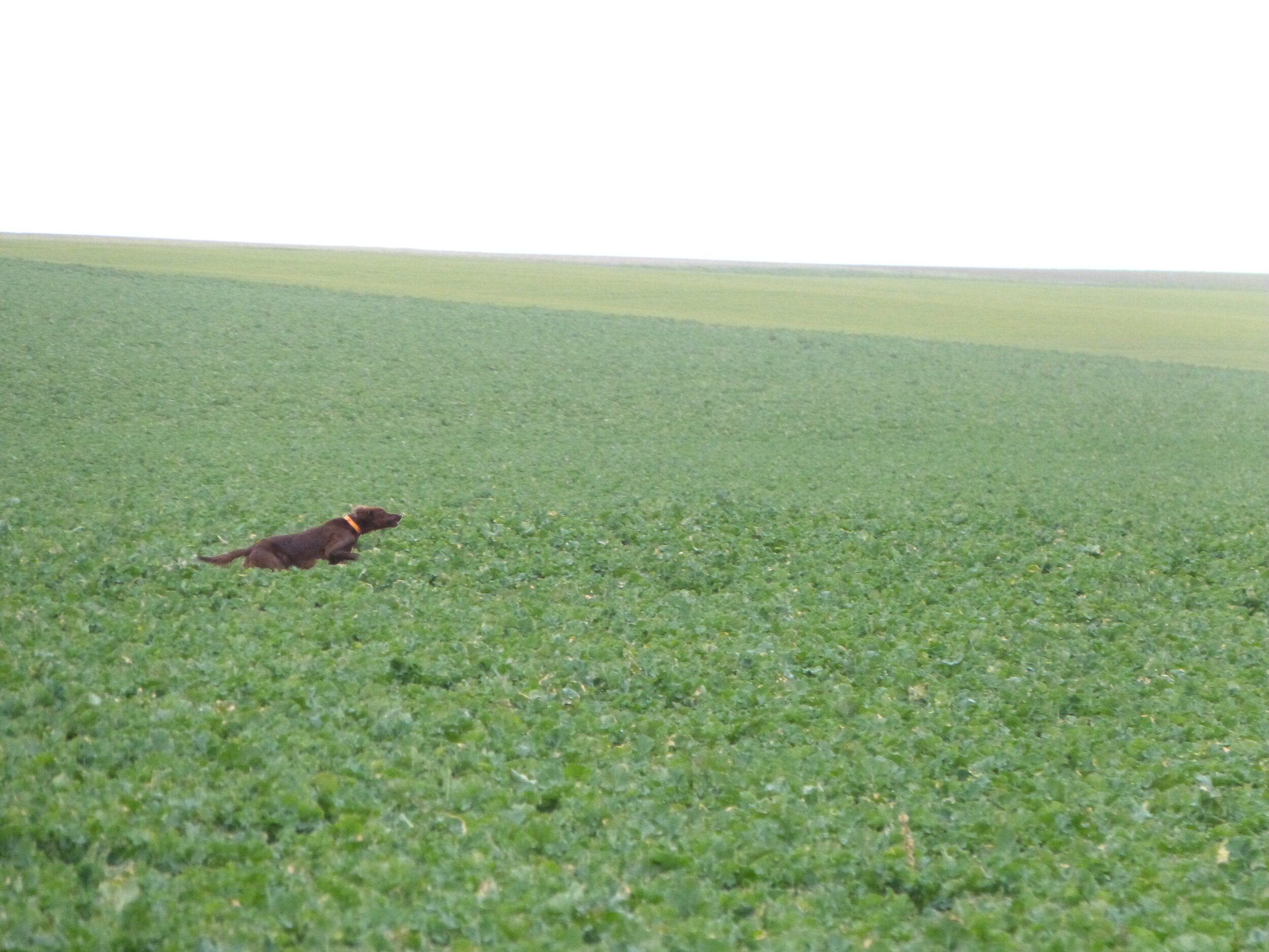 Invitation European Championship Moncetz 2020