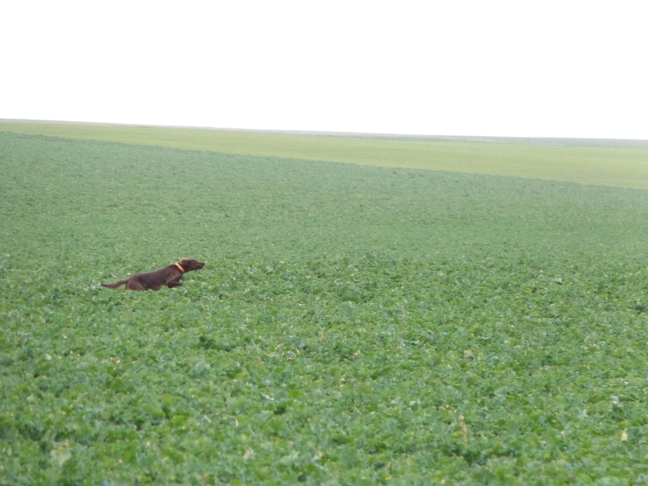 Traduzione European Championship Moncetz 2020