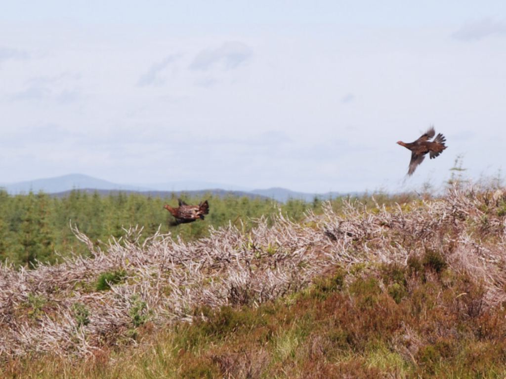 The Inaugural European Championship for Irish Red Setters on Grouse  2022