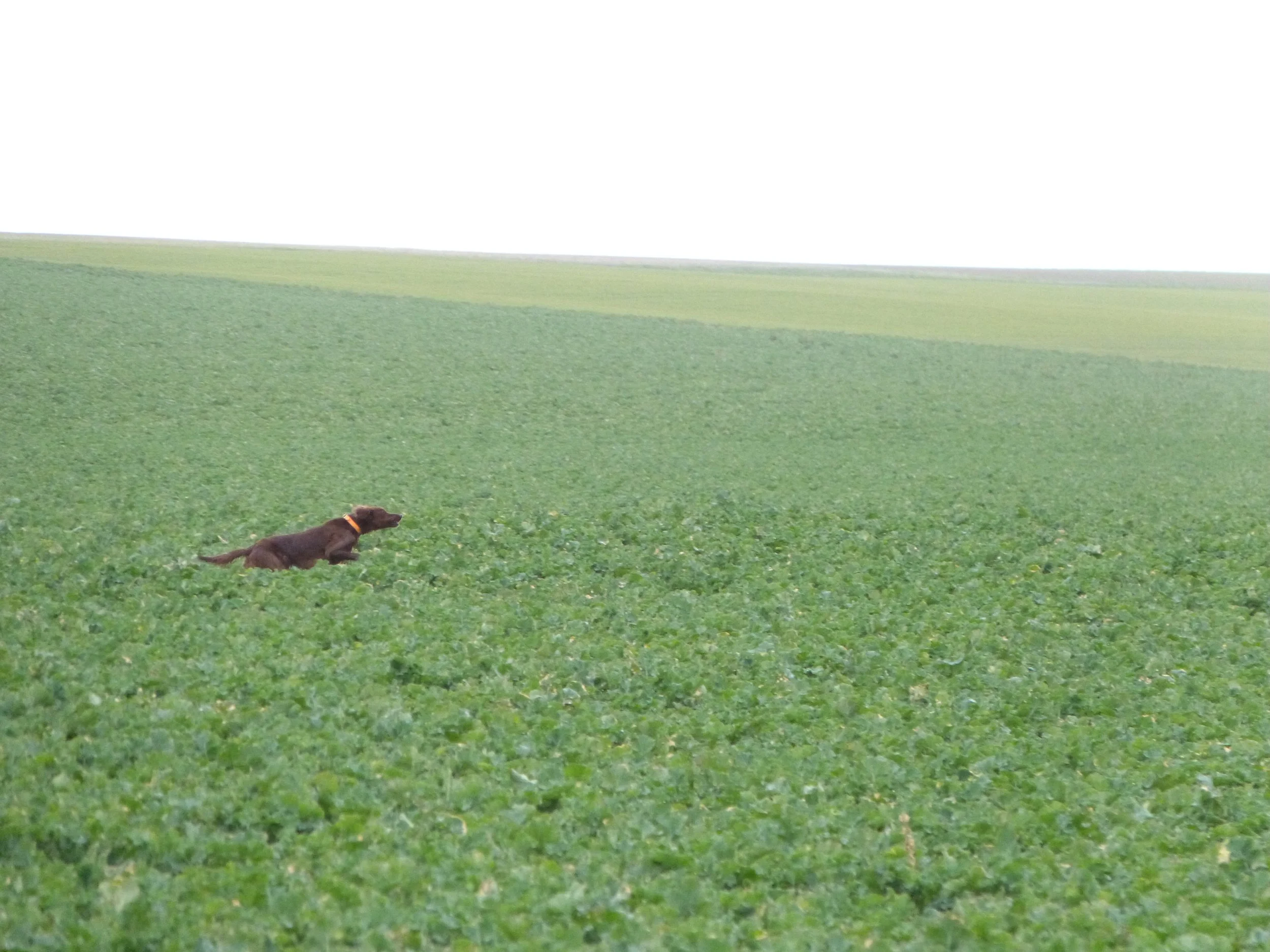 Programma Campionato d'Europa Printemps 2024