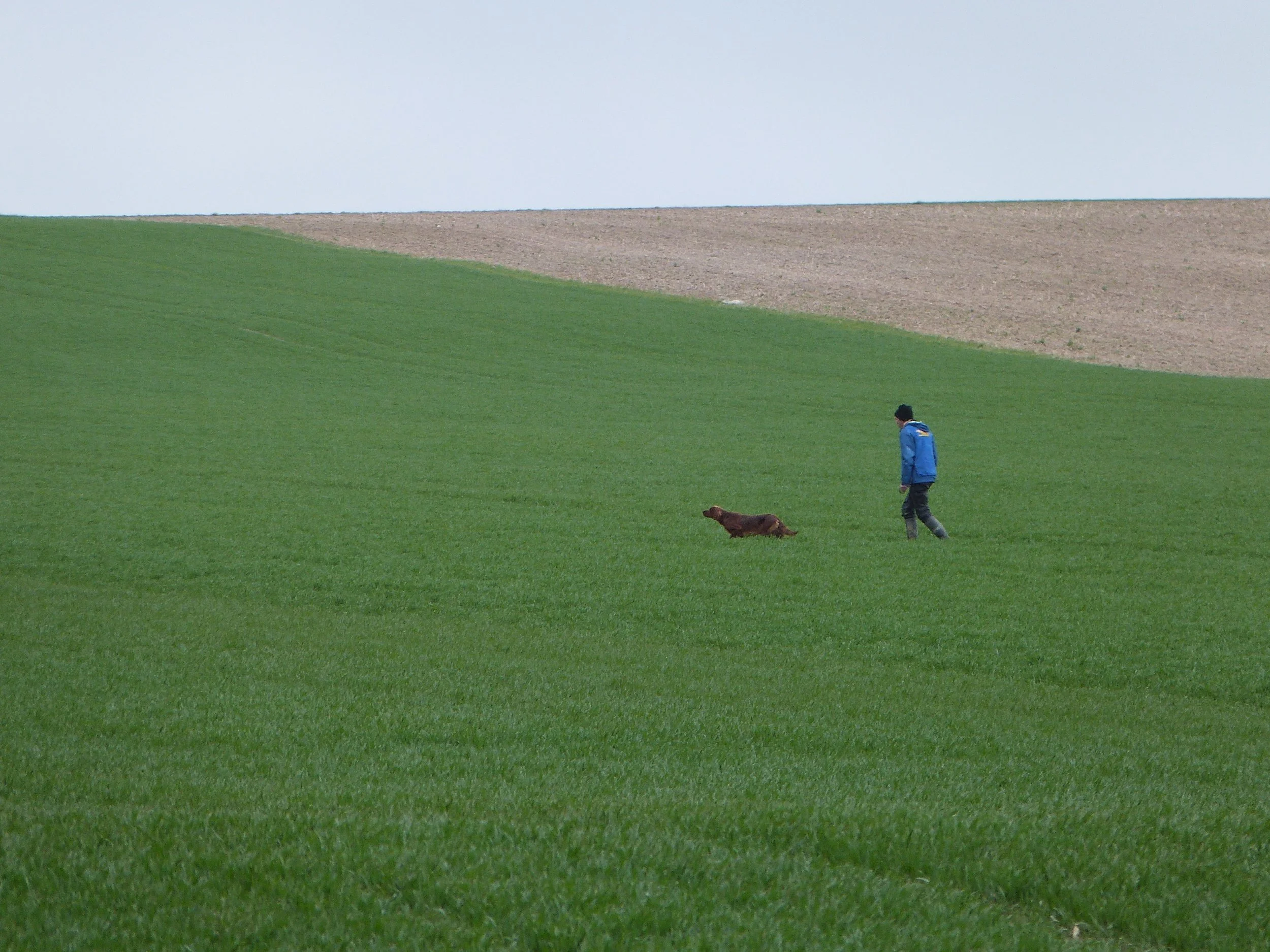 EUROPEAN CHAMPIONSHIP 2025 FOR IRISH SETTERS  On natural partridge