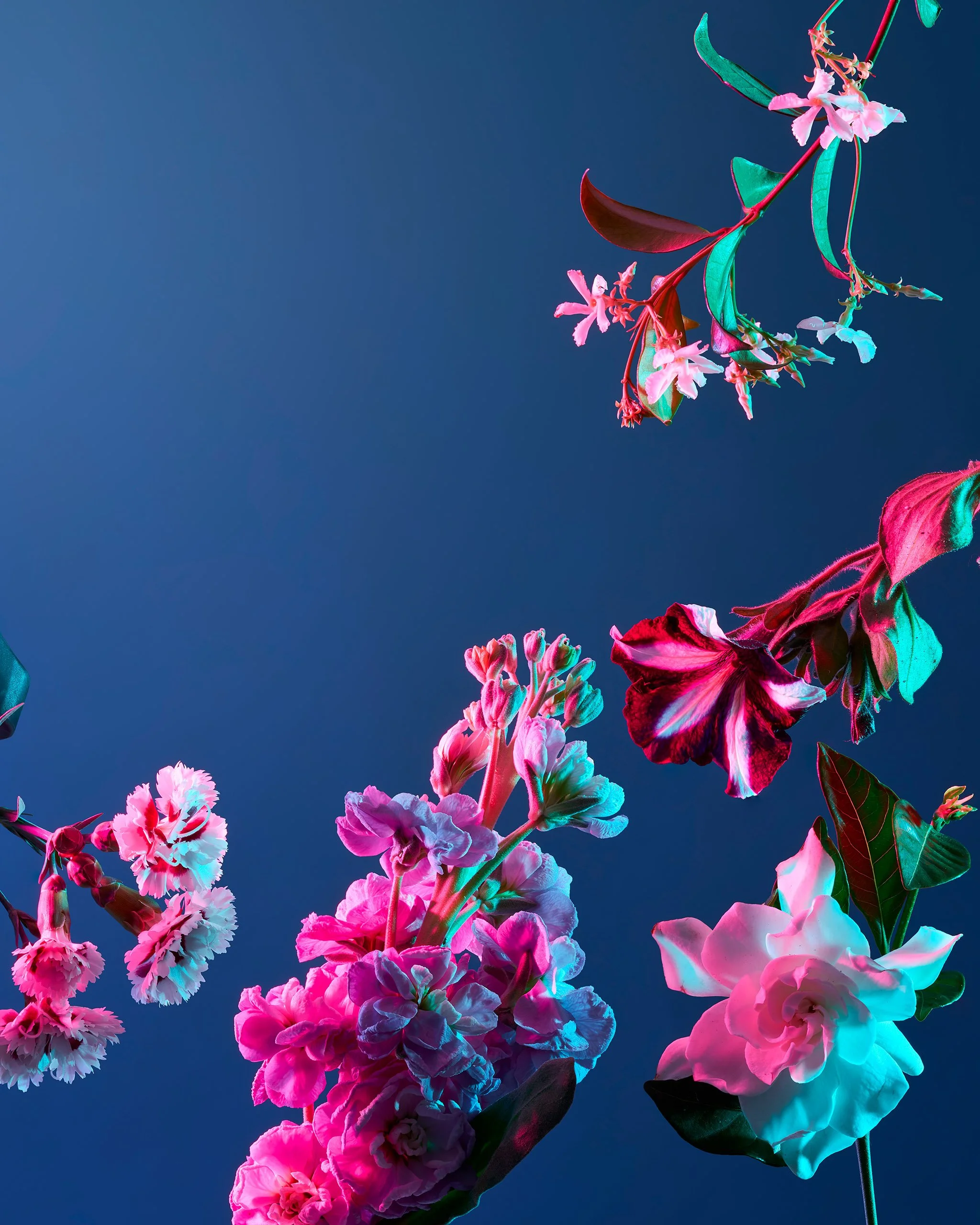 BHG2601-FloralPerfumes-Opener-Hero-0225 copy.jpg