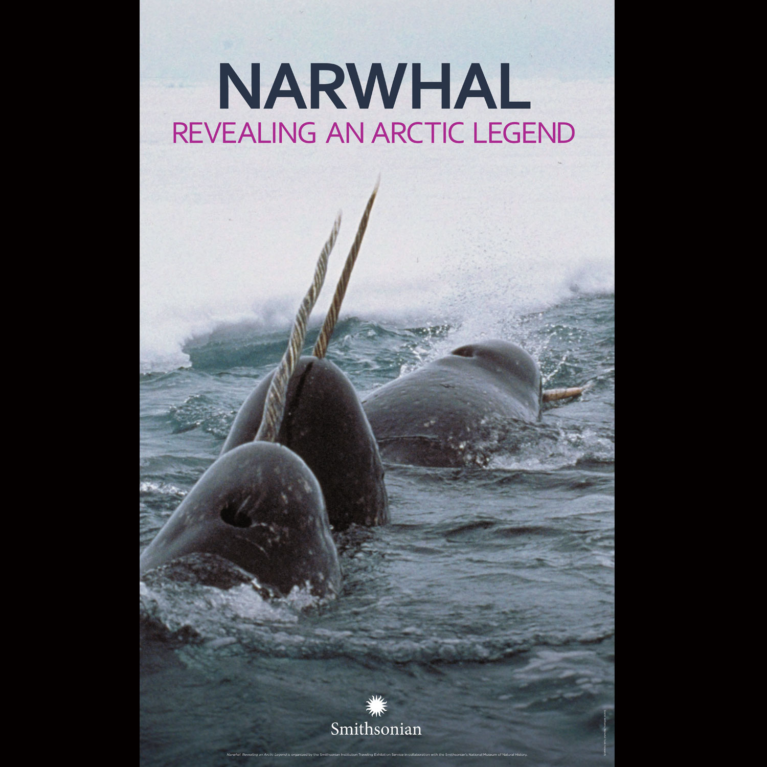   Narwhal: Revealing an Arctic Legend  – Exhibition Prospectus 