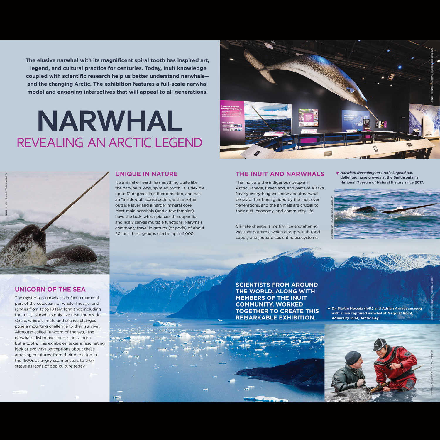   Narwhal: Revealing an Arctic Legend  – Exhibition Prospectus 