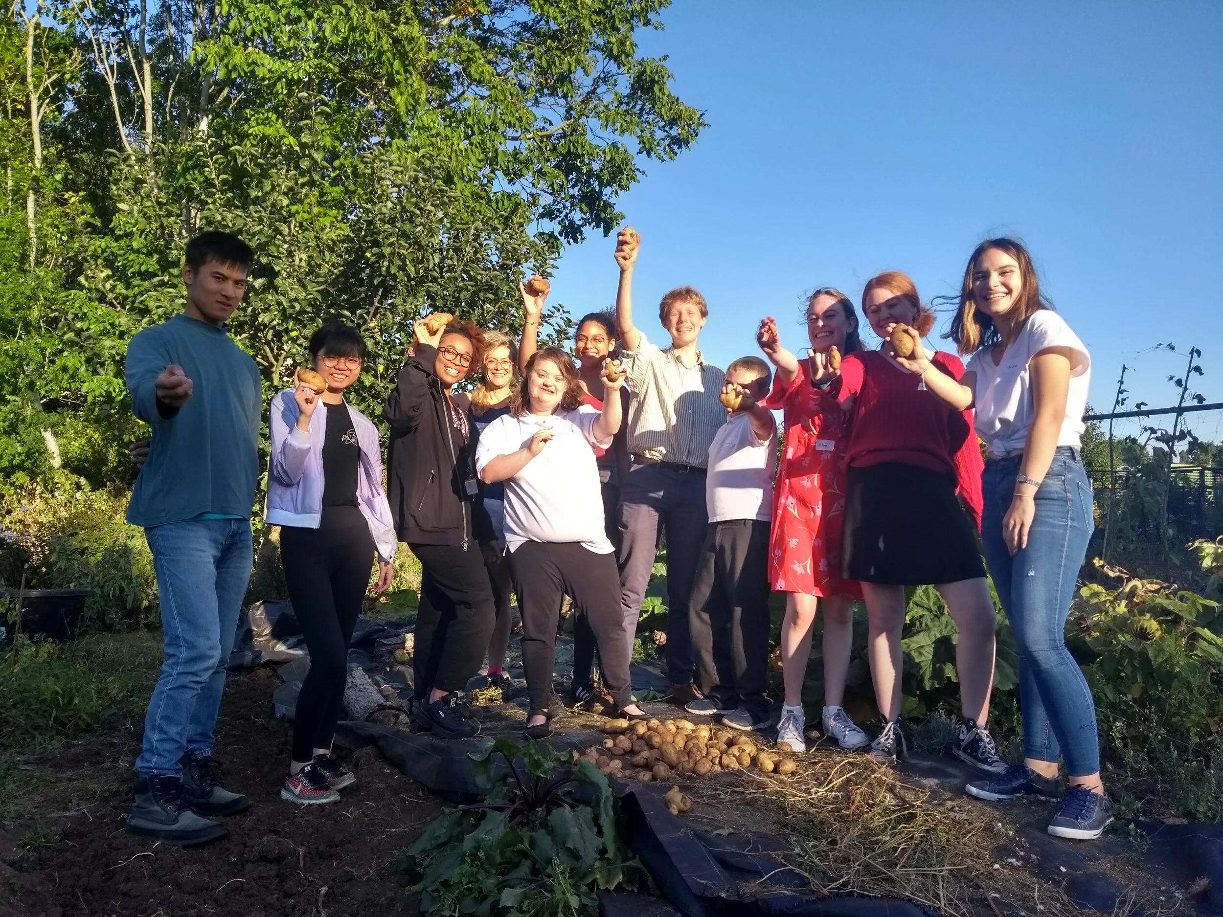 Our first potato harvest