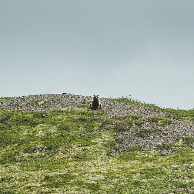 One chill Grizzly. As close as I go though. Better leave the engine running🙈

#grizzlybear #northwestterritories