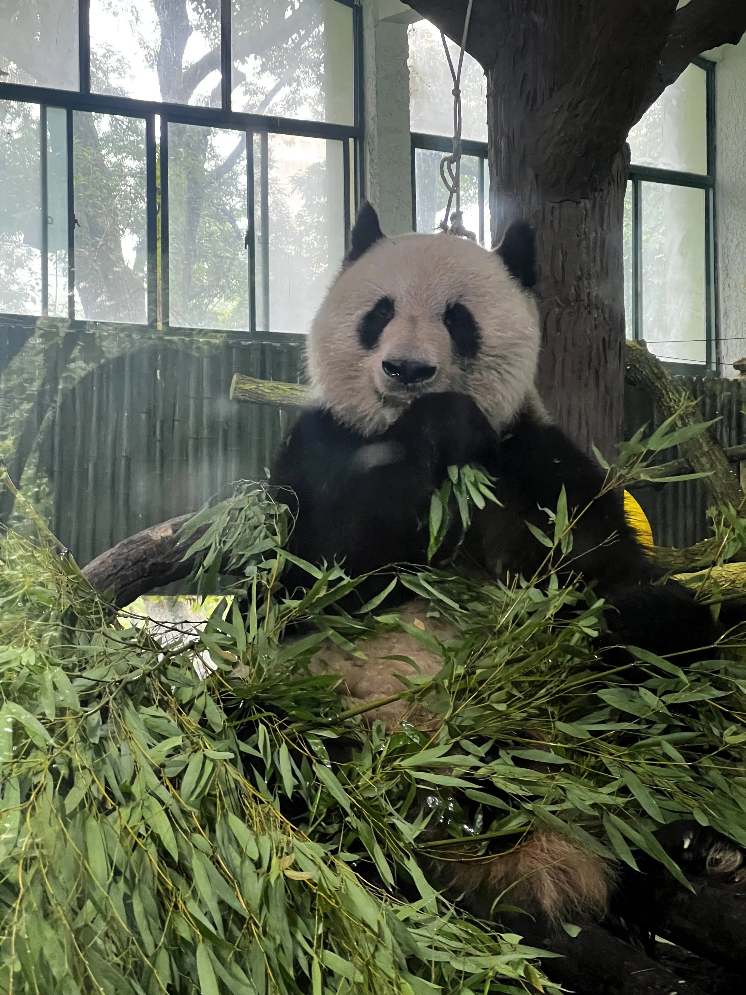 Cecilia Andino 2.jpeg