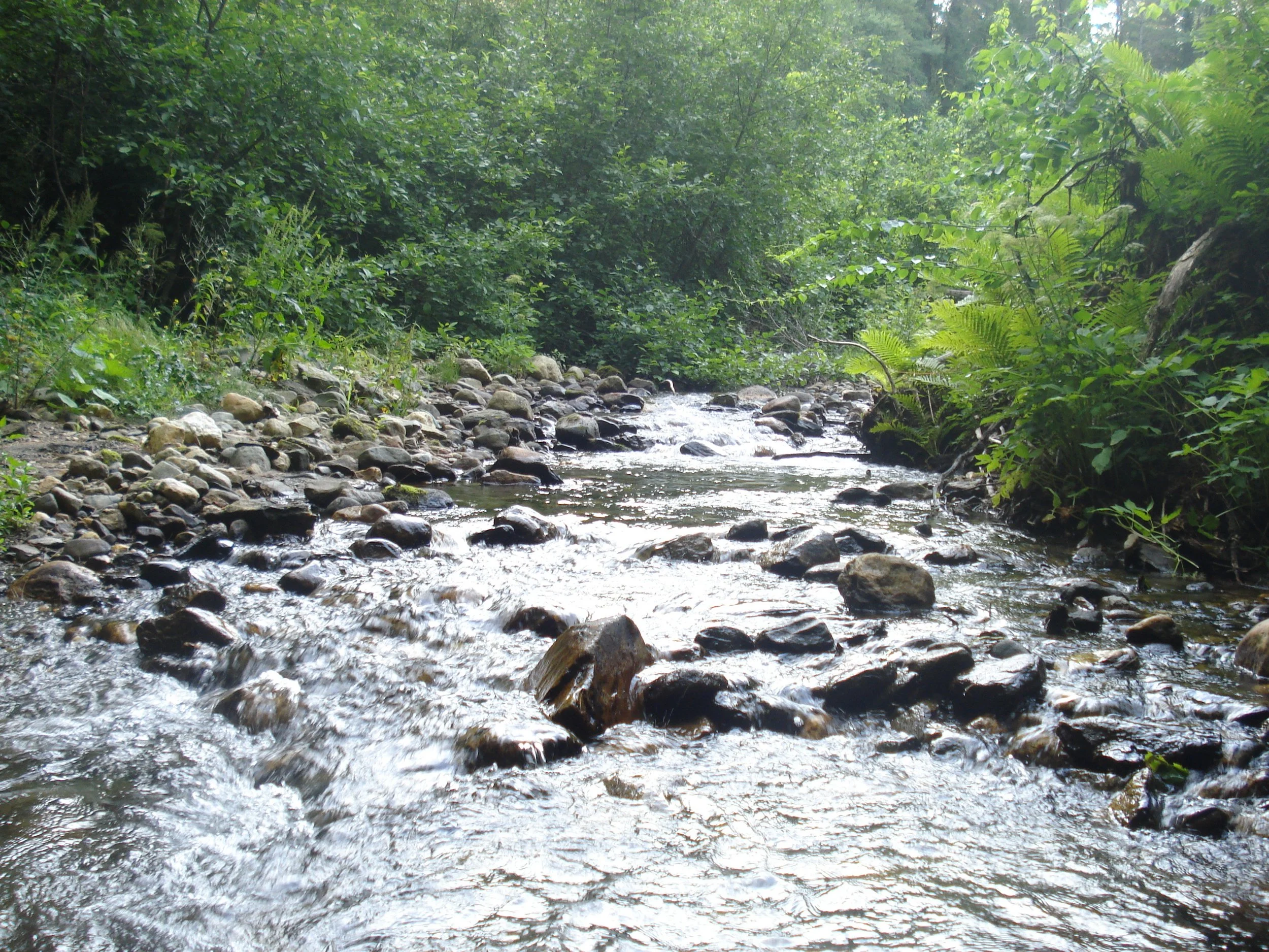 Ariana Galvez 2.jpeg