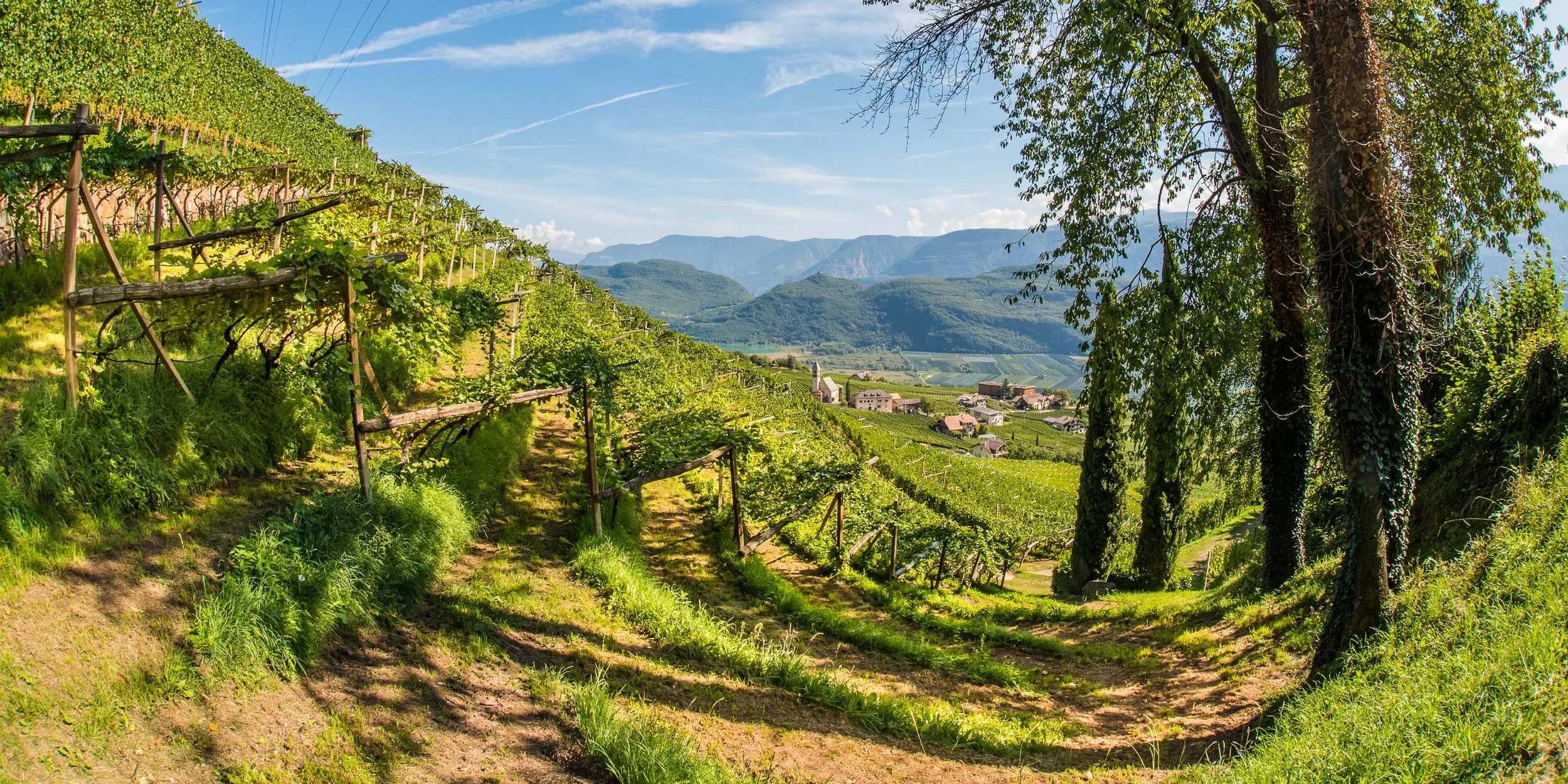 Tramin 1.jpg