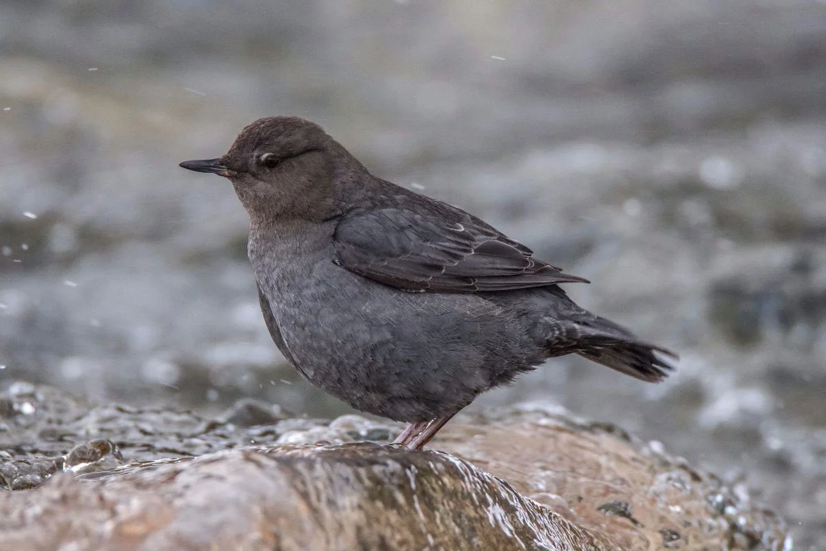 dipper-2-tributary-coffee-roasters-crested-butte.jpg