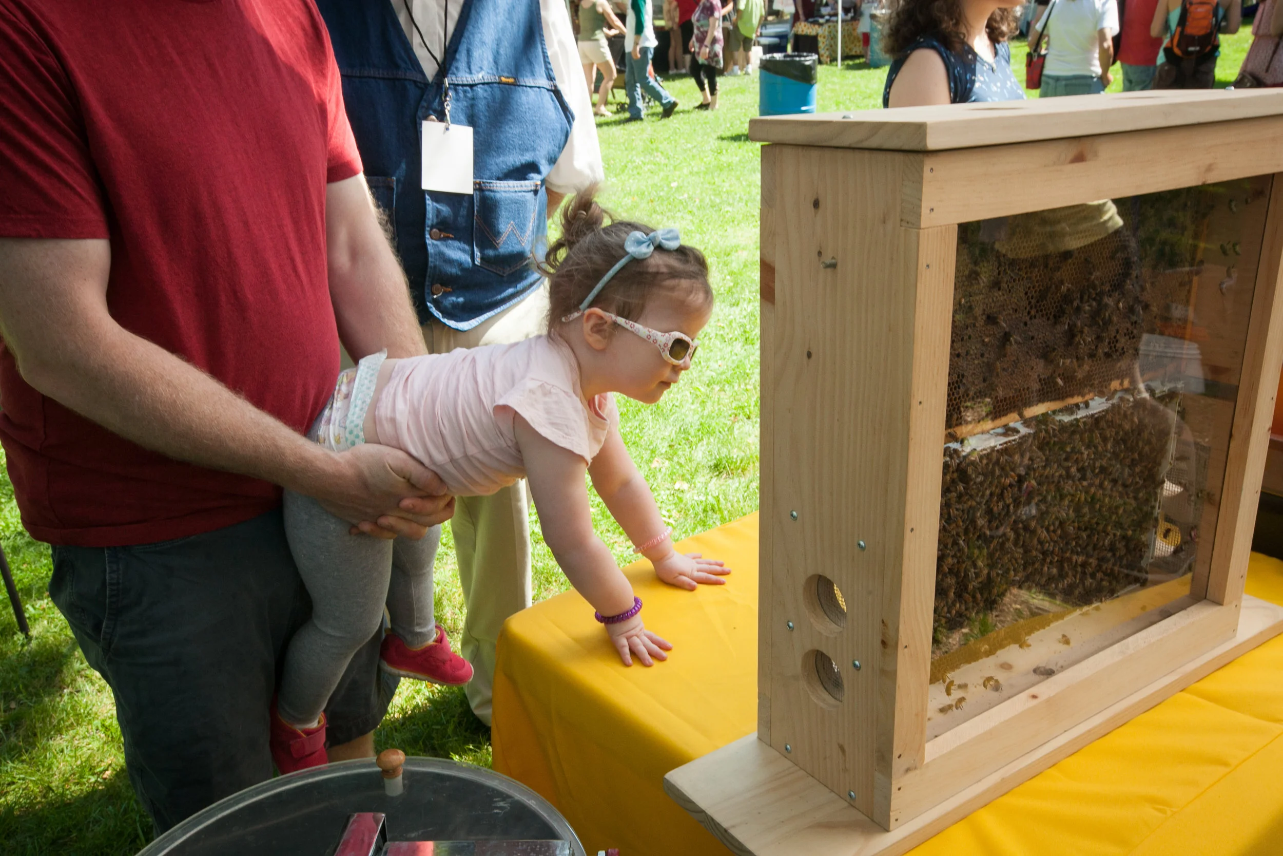 See the live bees!
