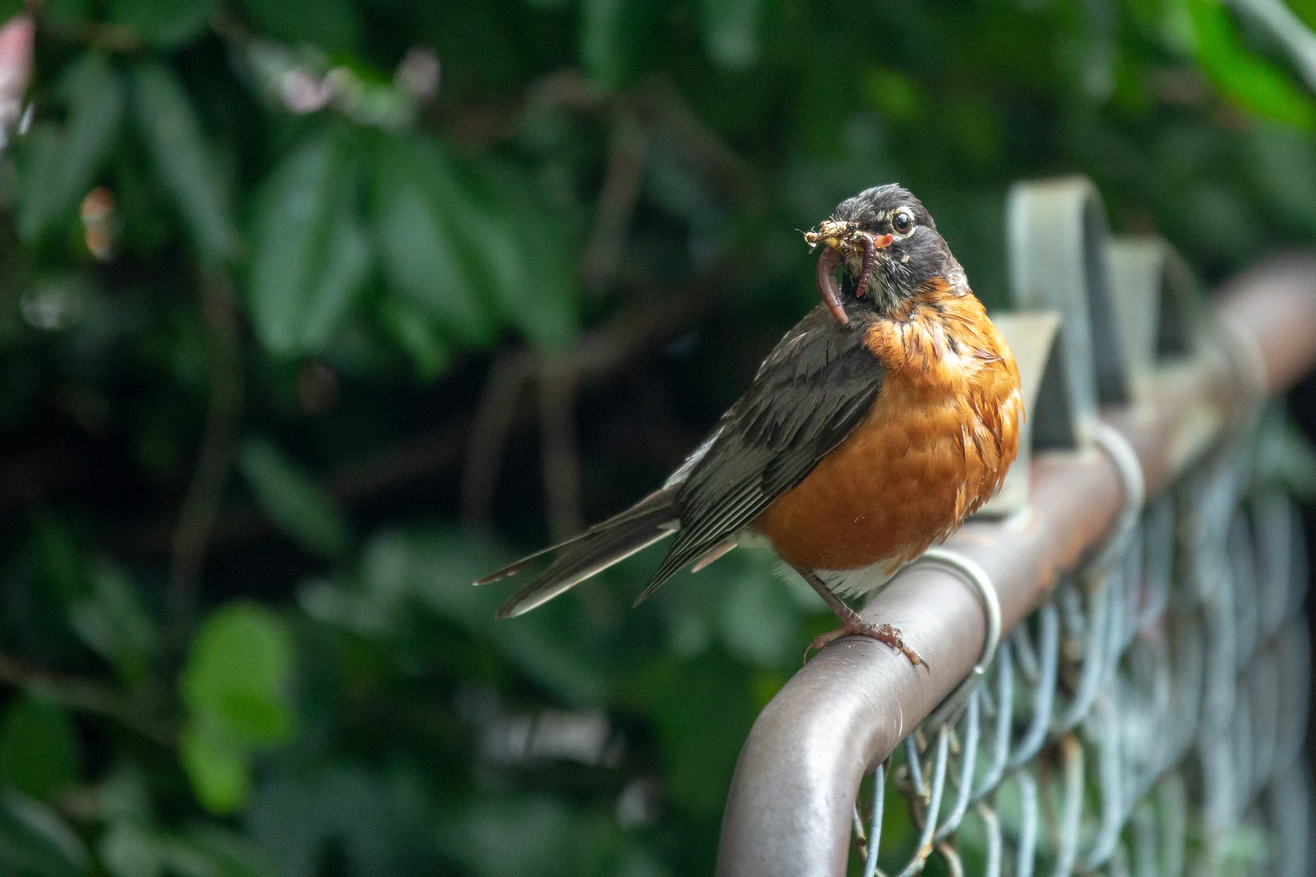 hungryrobin.jpg