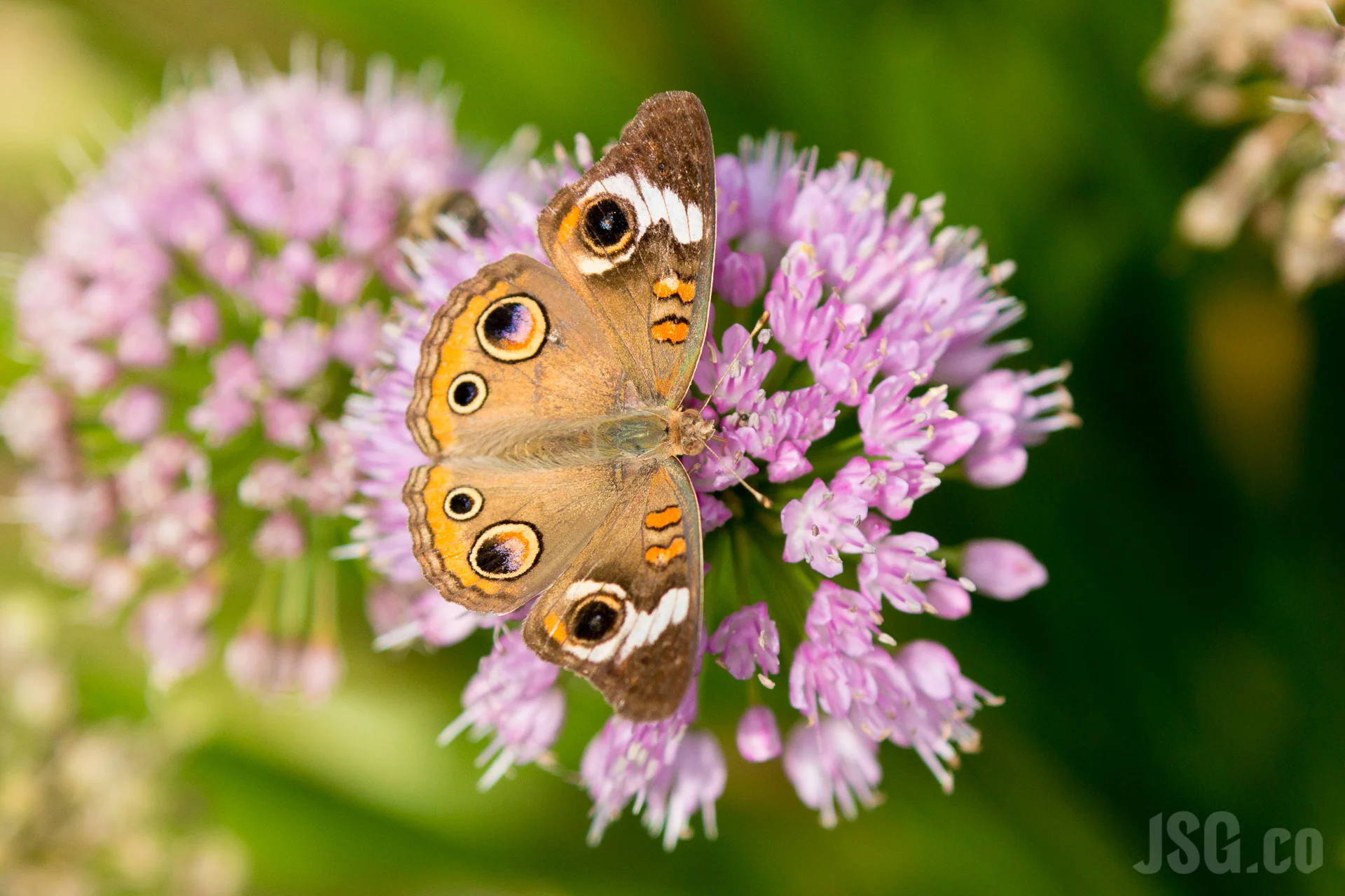 CommonBuckeye.jpg