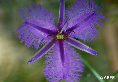 Fringed_Violet.jpg