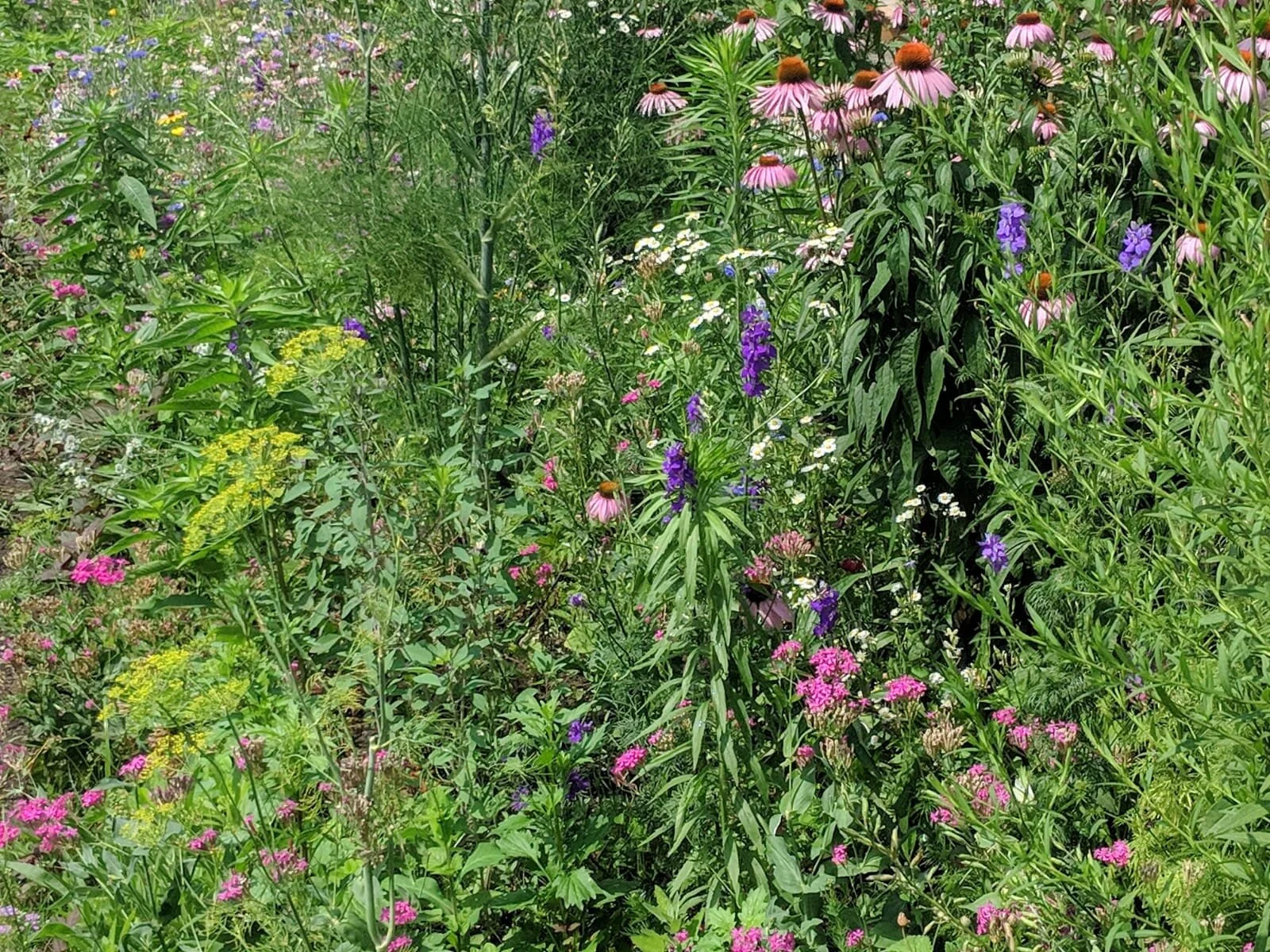 WhatsApp Image 2020-12-13 at 11.51.12 AM.jpeg