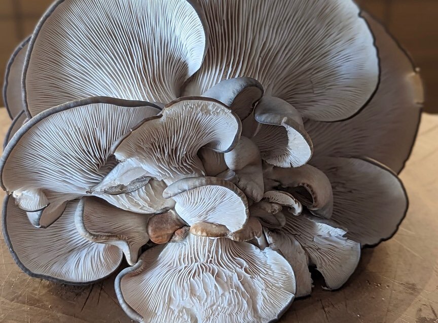 Homegrown oyster mushrooms🍄

❤️They help prevent damage to your cells and DNA 
❤️They may also support heart health 
❤️They support metabolic health and the immune system

I am going to steam them for twenty minutes, then fry  them olive oil &amp; a