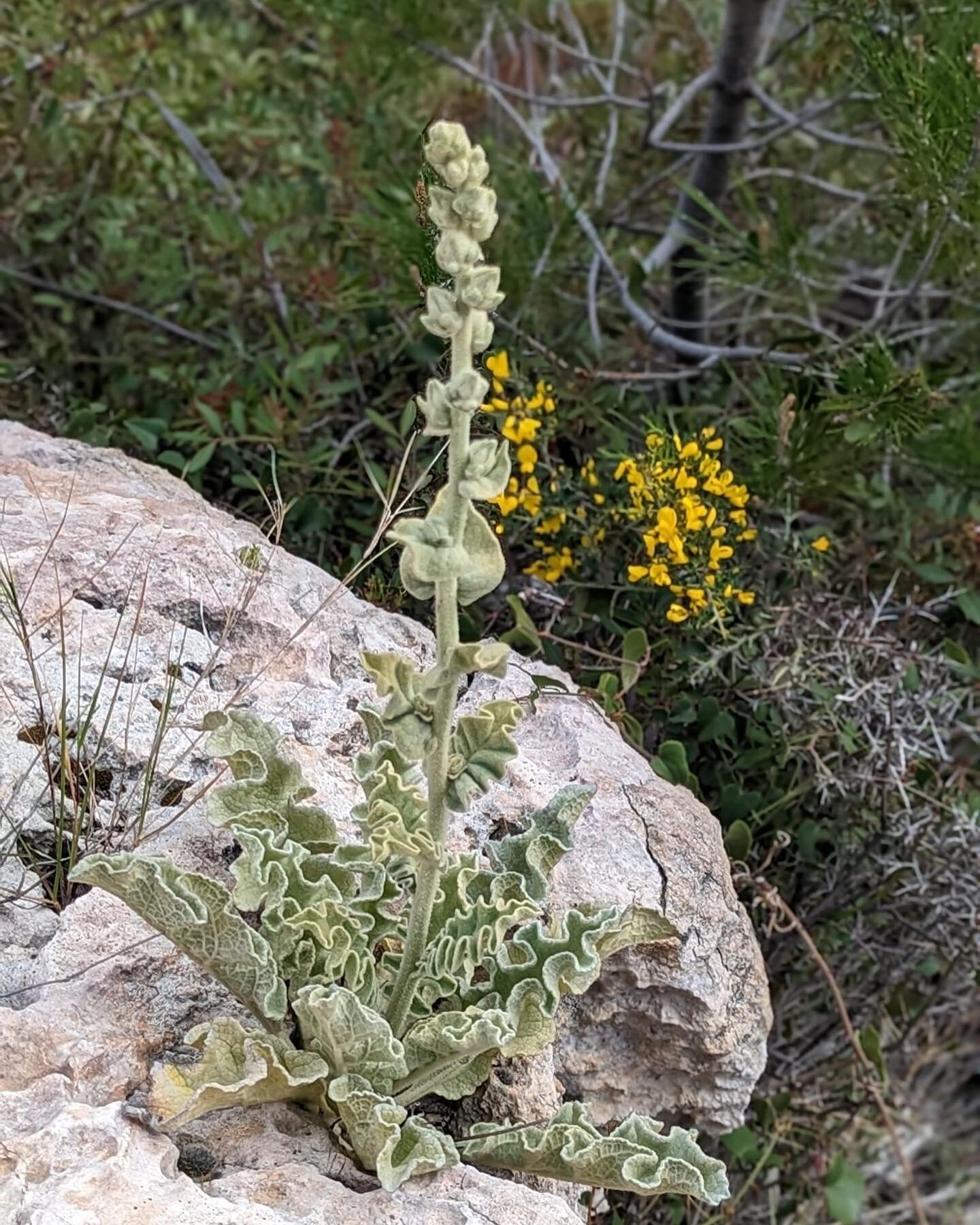 Mullein growing everywhere on our morning hike 🌻

I picked just a few of the flowers to make an ear oil

🌻Mullein is helpful for earaches, ear ulcerations and hearing. 

#mullein #mulleinleaf #herbalist #herbalism #herbalremedies #plantmedicine #he