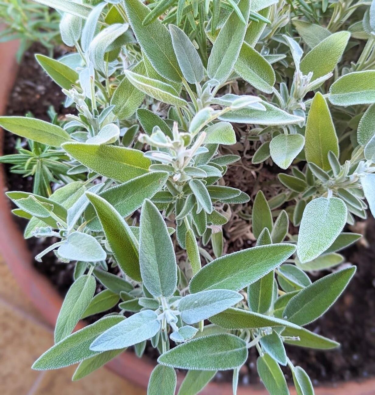 Sage in my garden! 

🙏🏻Sage is nutrient-dense, antibacterial, and anti-viral. It also has anti-cancer characteristics and is full of antioxidants which protect cellular health. 

🍃Sage may also help reduce #menopause symptoms. 

🍃Sage may help co