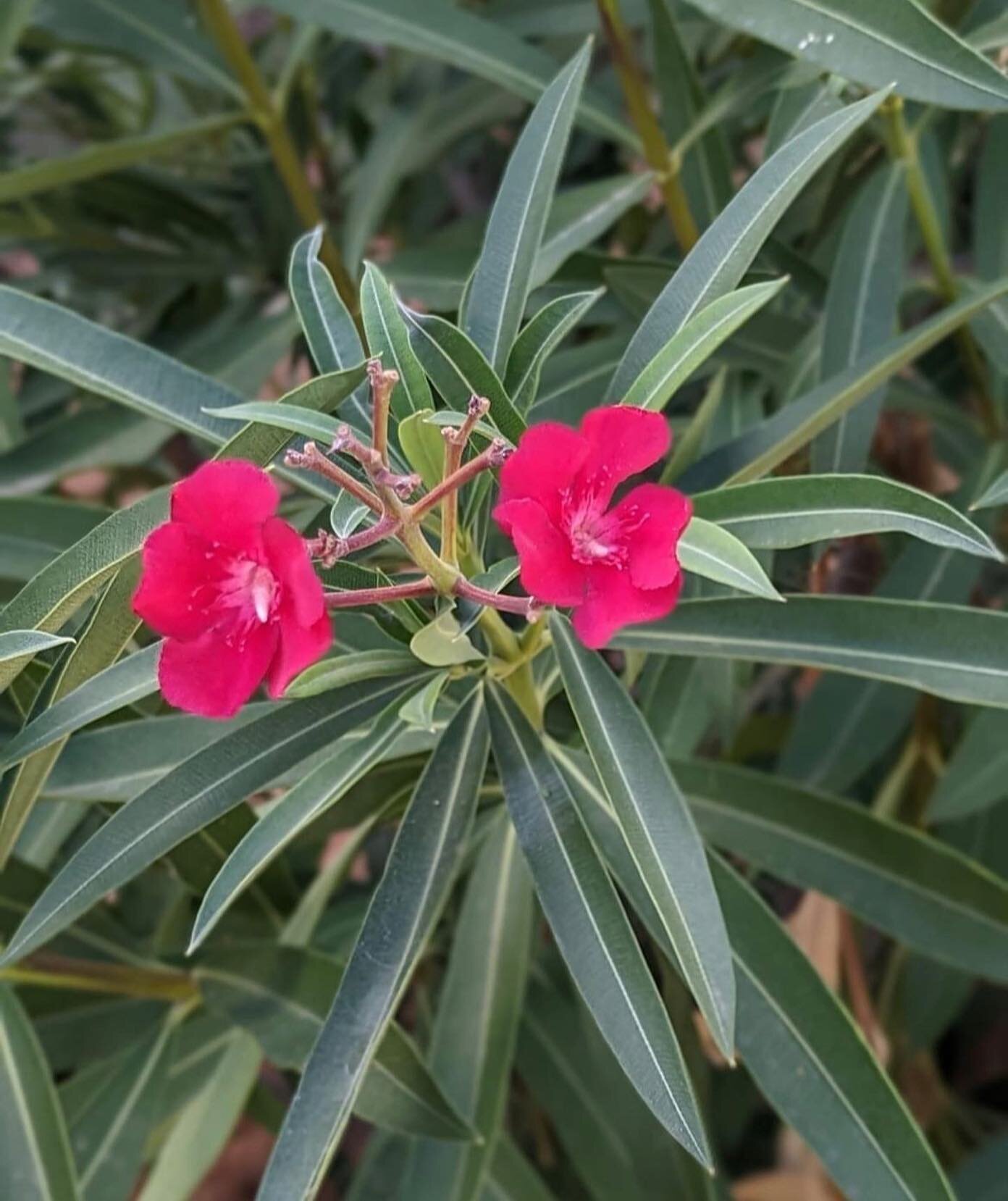 Love oleander as a flower essence for bringing clarity and truth.

🌺Oleander allows you to gain a sense of your true beliefs and ideas. 

🌺The essence releases an ease of communication 

🌺Oleander allows you to understand yourself and guide yourse