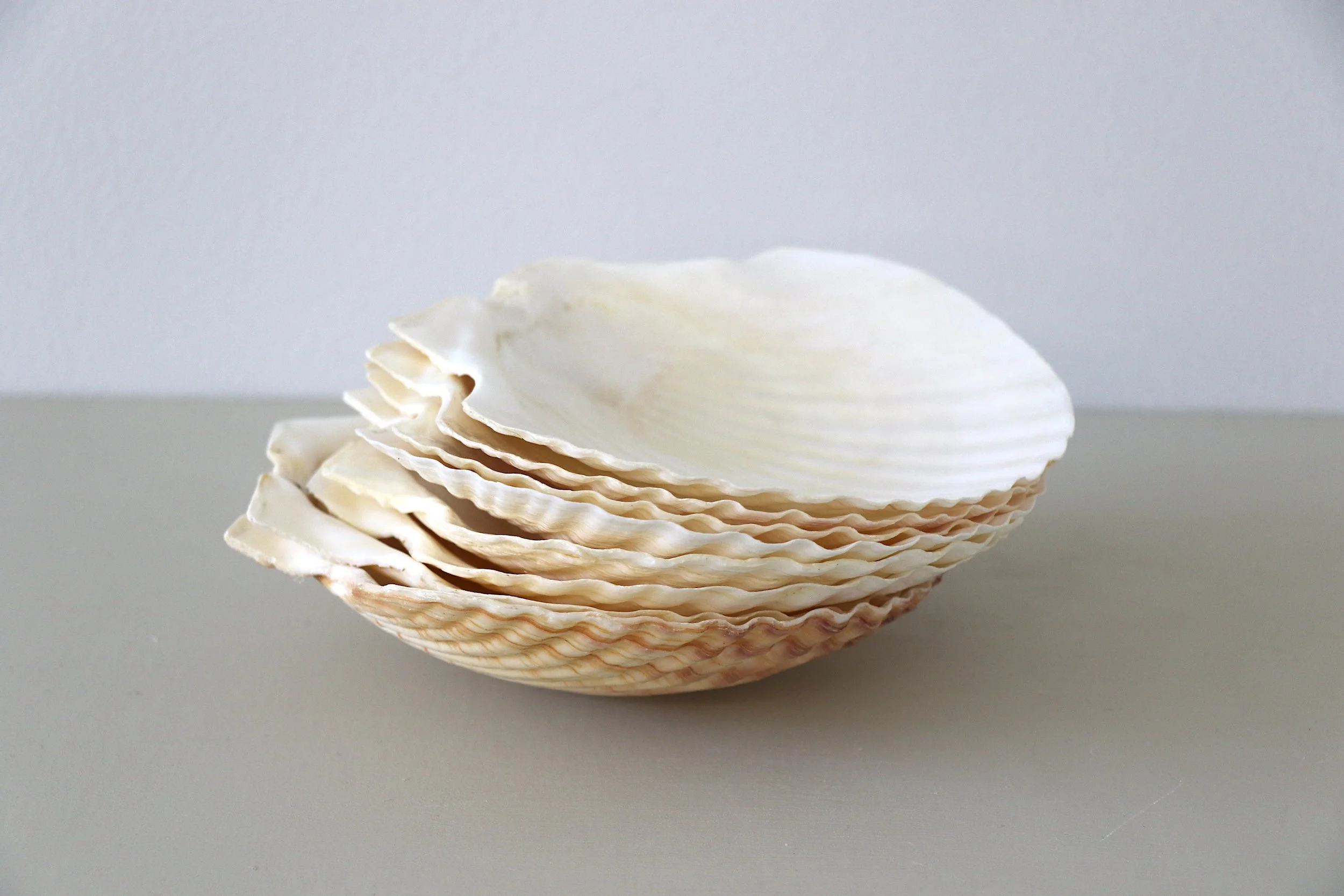 Vintage Shell Plates