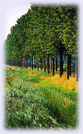 eco1.gif