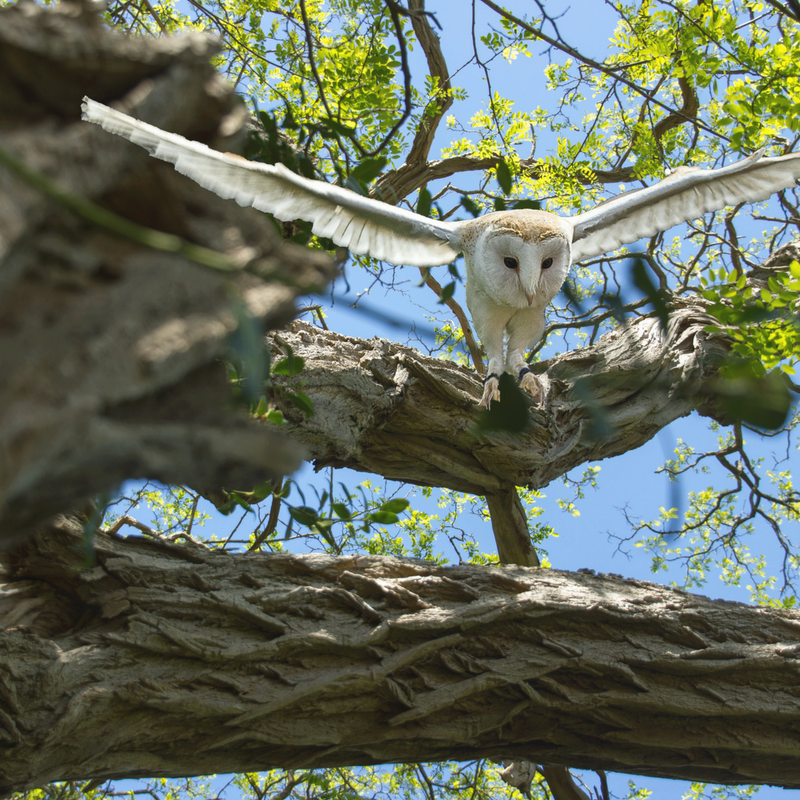 owl.png
