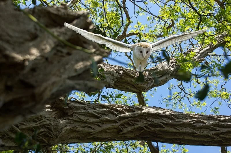 barn-owl-flying-near-on-tree.jpeg