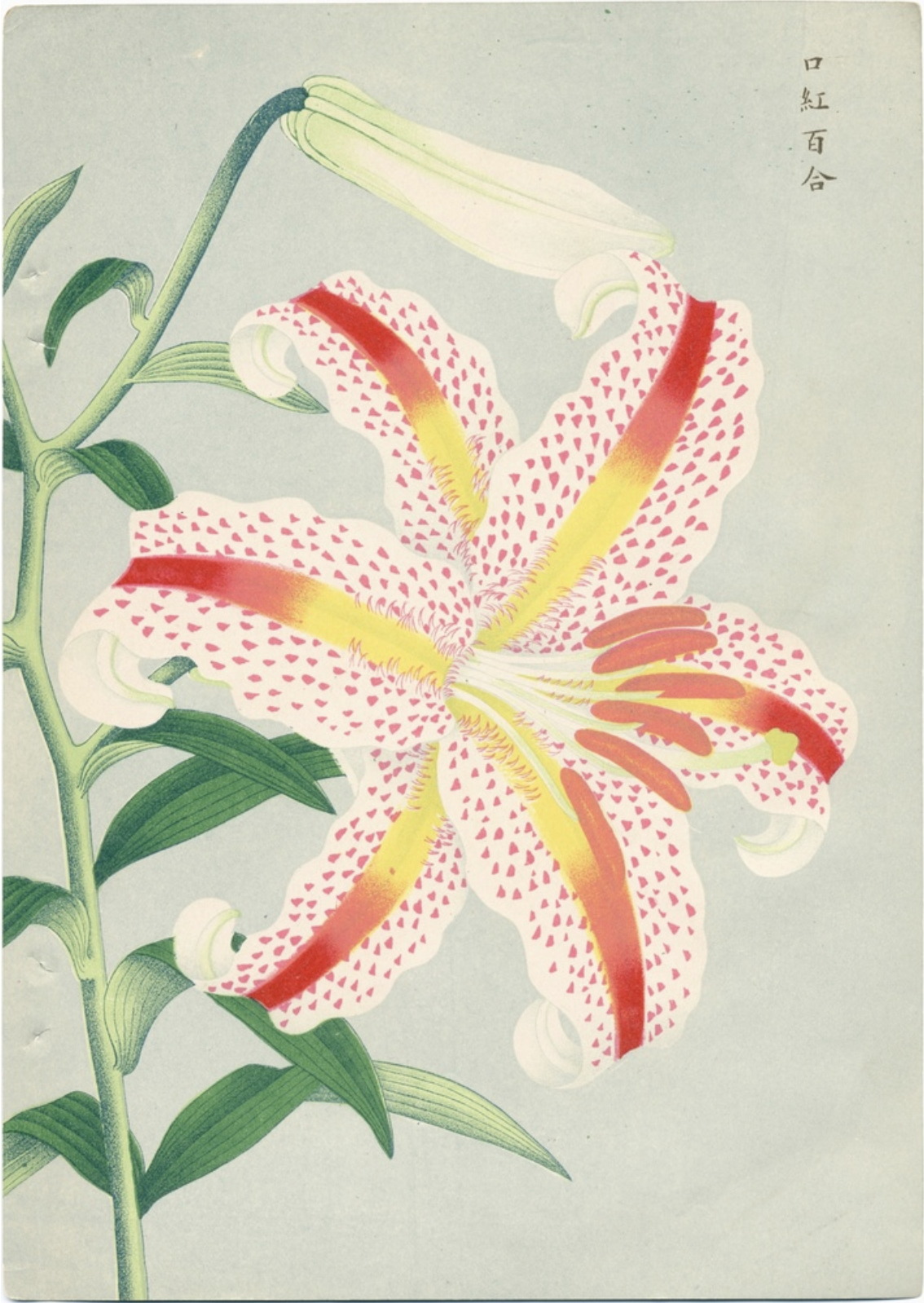 LiliesofJapanPg4_1899..png